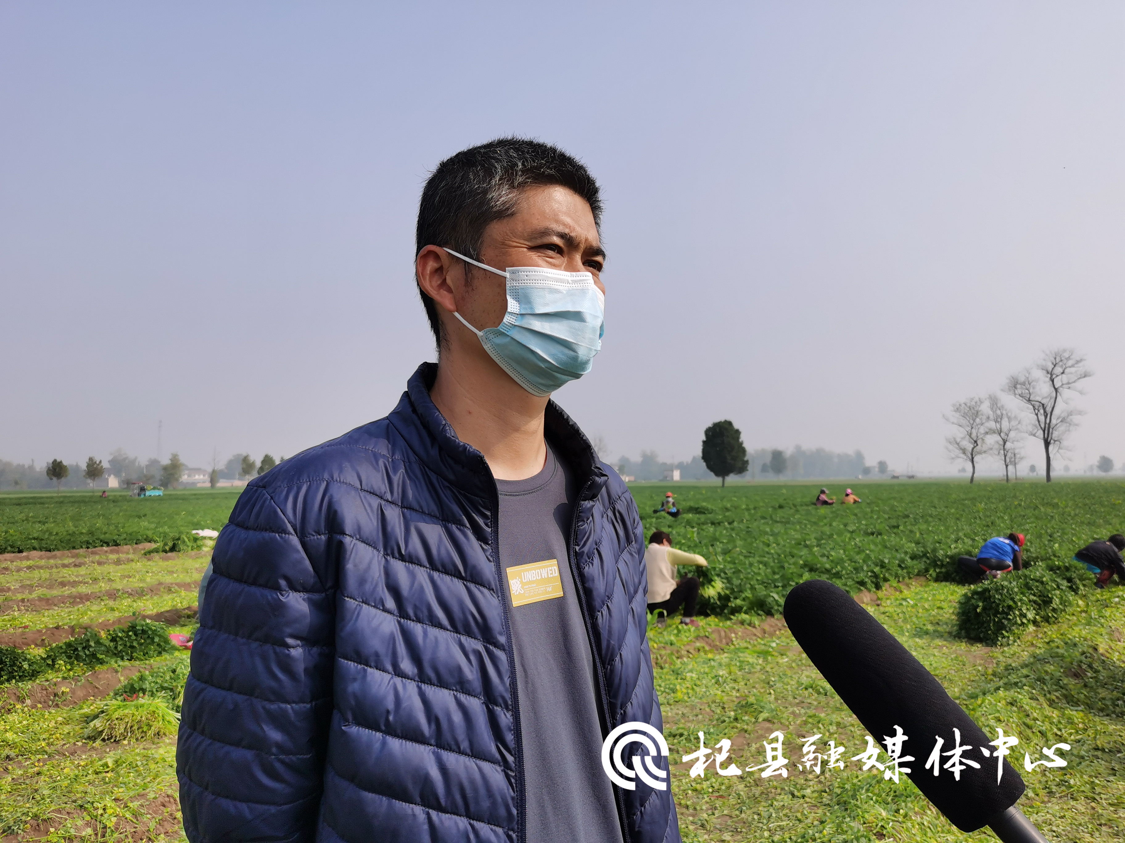 杞县高阳镇陈庄村小香菜大产业助力乡村振兴