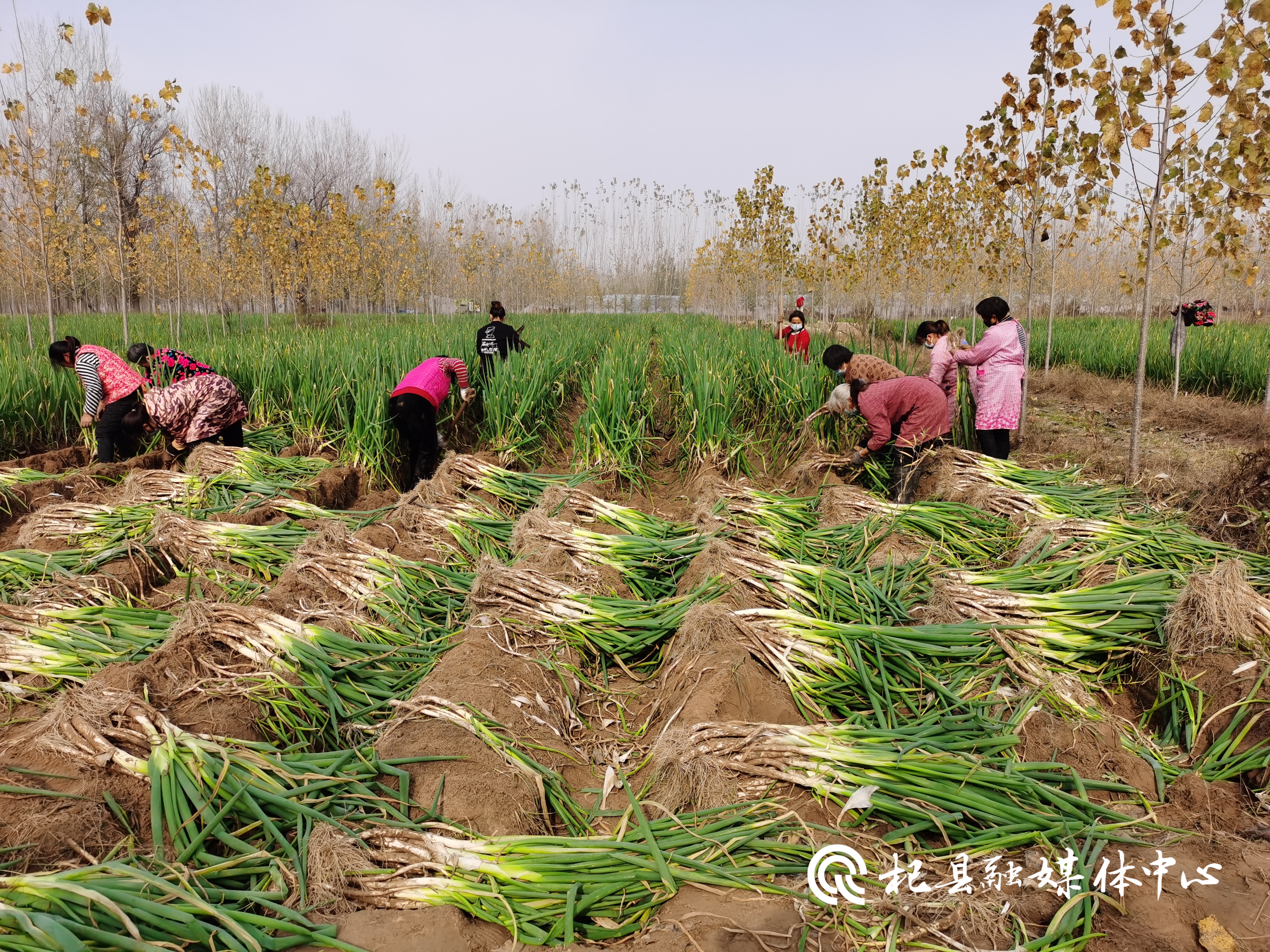 他今年种植了30亩大葱,大葱长势良好,每亩产量可达10000斤以上,经济