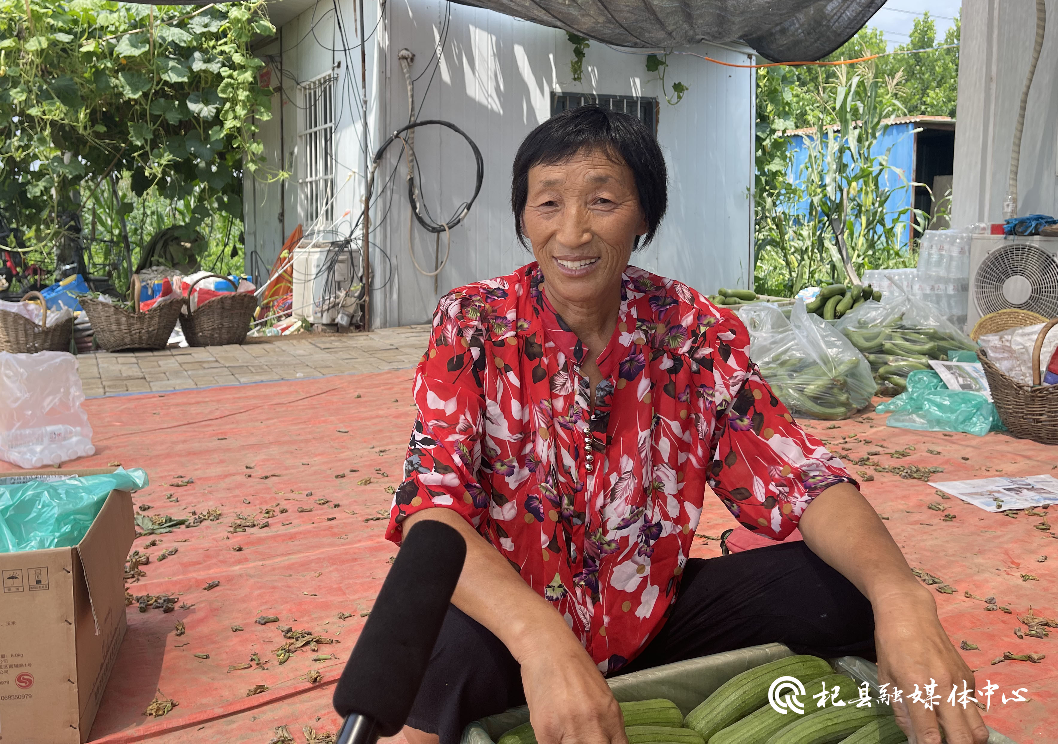 杞县沙沃乡毛朱庄村农业蔬菜种植基地种出美好钱途