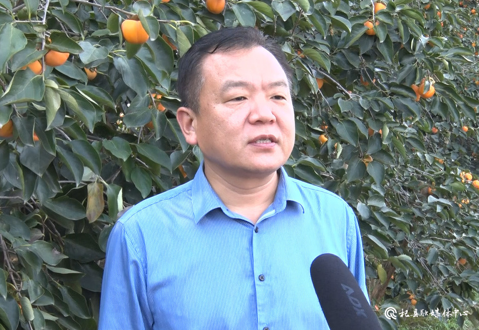 杞县高阳镇火葫芦柿子成为群众致富金葫芦