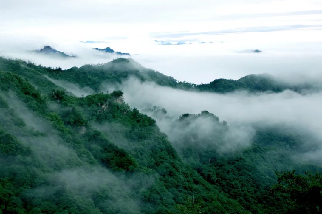 初夏,一起把灵宝的绿意看个够