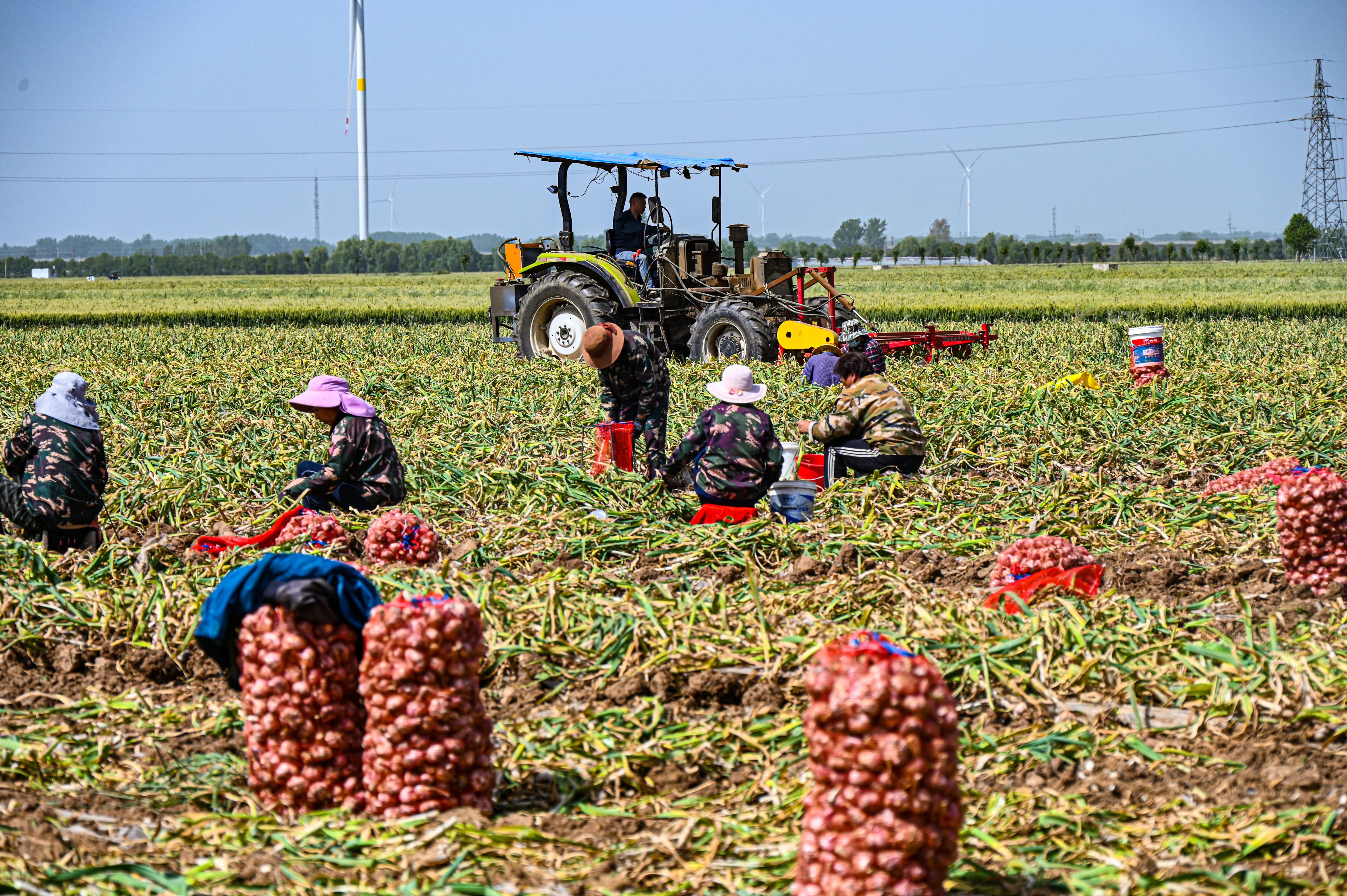 漯河市大蒜机械化收获技术现场会在临颍县举办