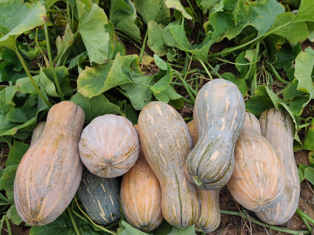 不仅盘活了土地和劳动力资源,南瓜生长快,产量高的特点更是让其成为了