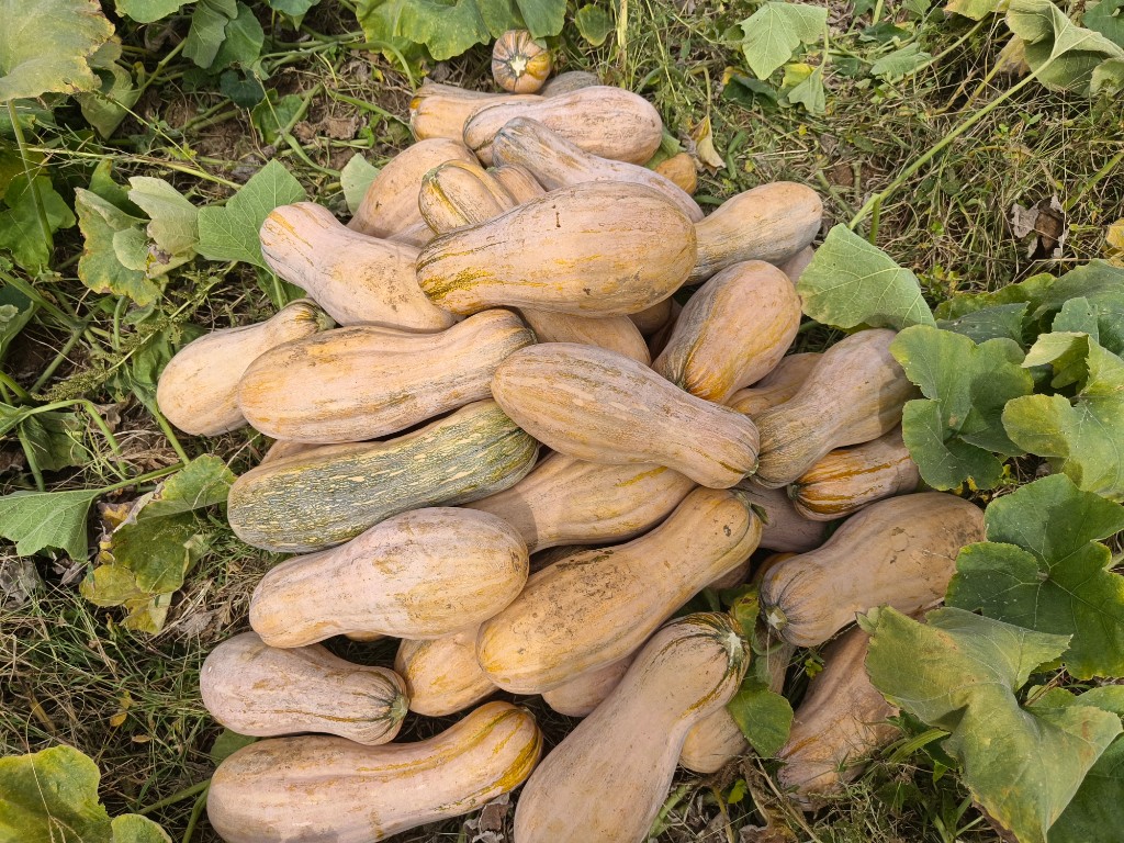 林州市东姚镇亩产5000余斤蜜本南瓜喜获丰收