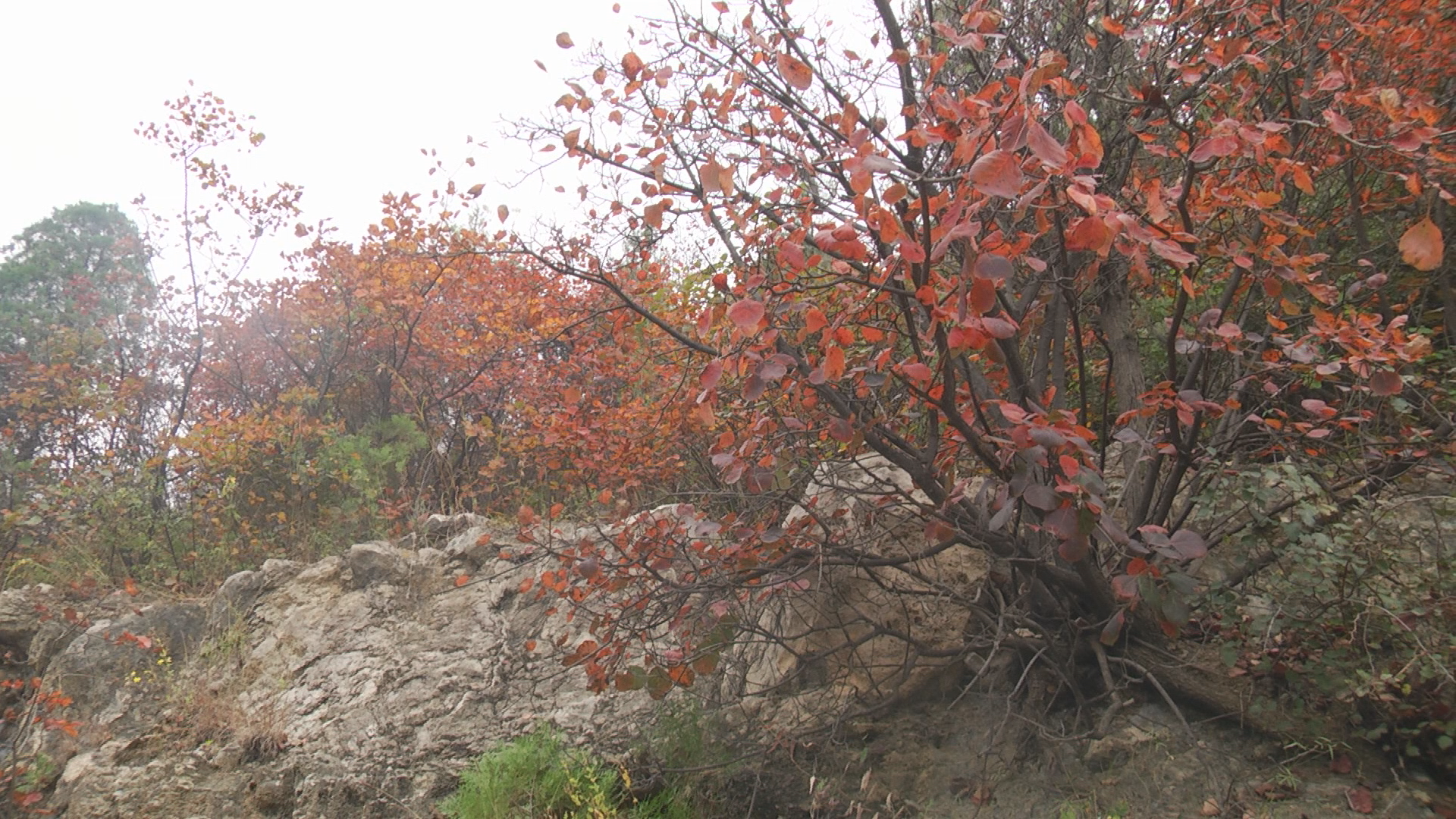 林州市柏尖山青山点红妆红叶美如画