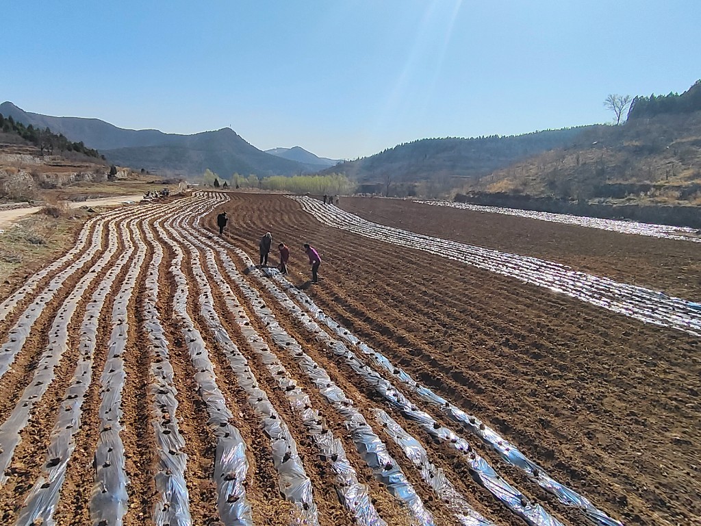 石屏县露水草种植地图片