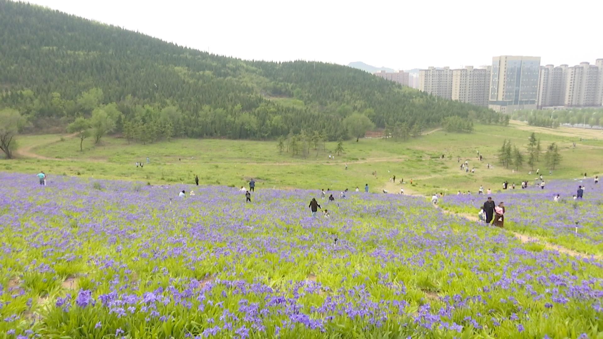 有一种美叫鸢尾花开