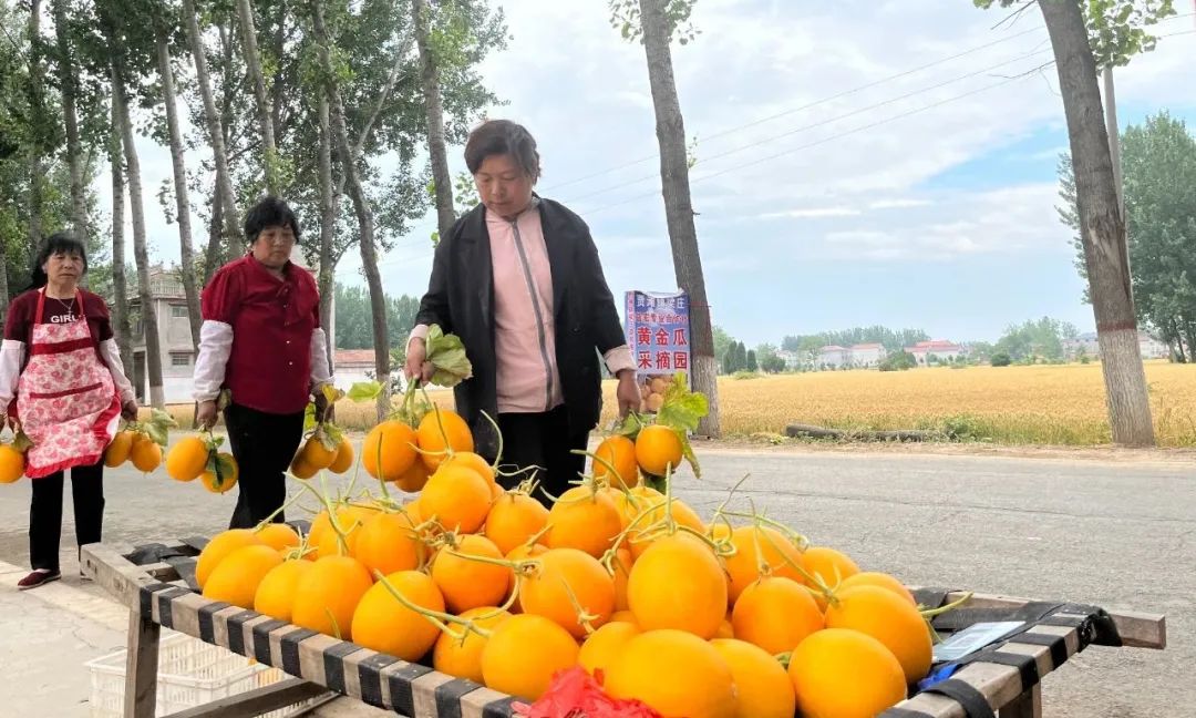 鹿邑贾滩镇土地育黄金瓜农笑开颜