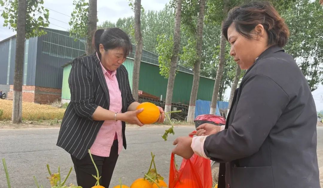 鹿邑賈灘鎮土地育黃金瓜農笑開顏