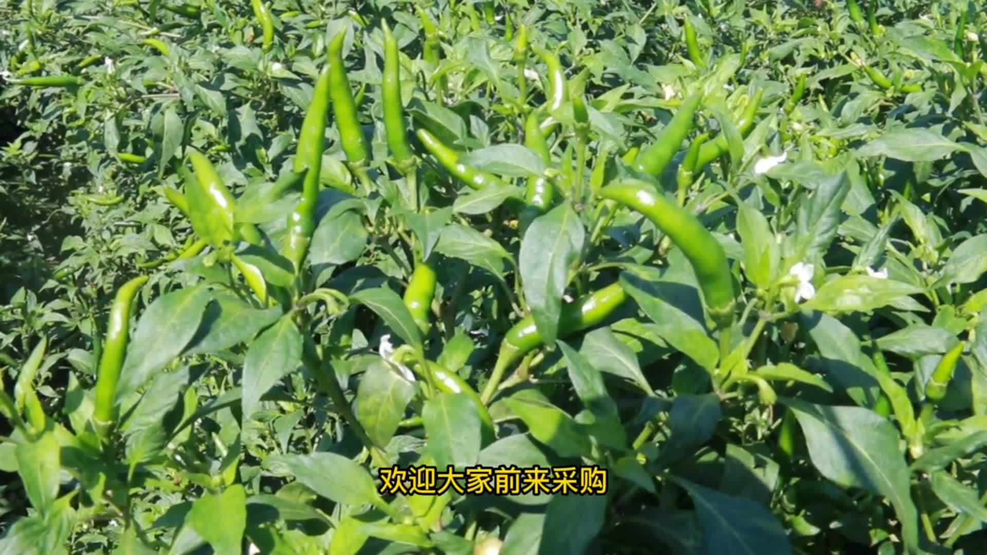 河南鹿邑驻任集乡蒋庄行政村第一书记为小米椒代言