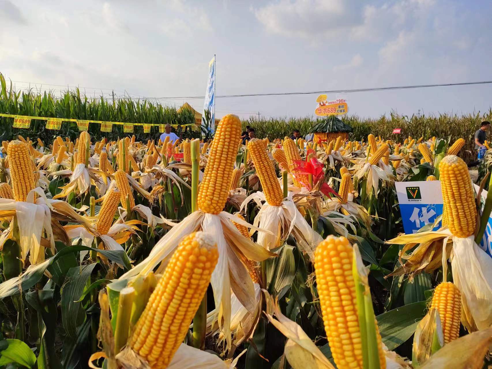 鹿邑县玉米迎丰收喜悦满田间