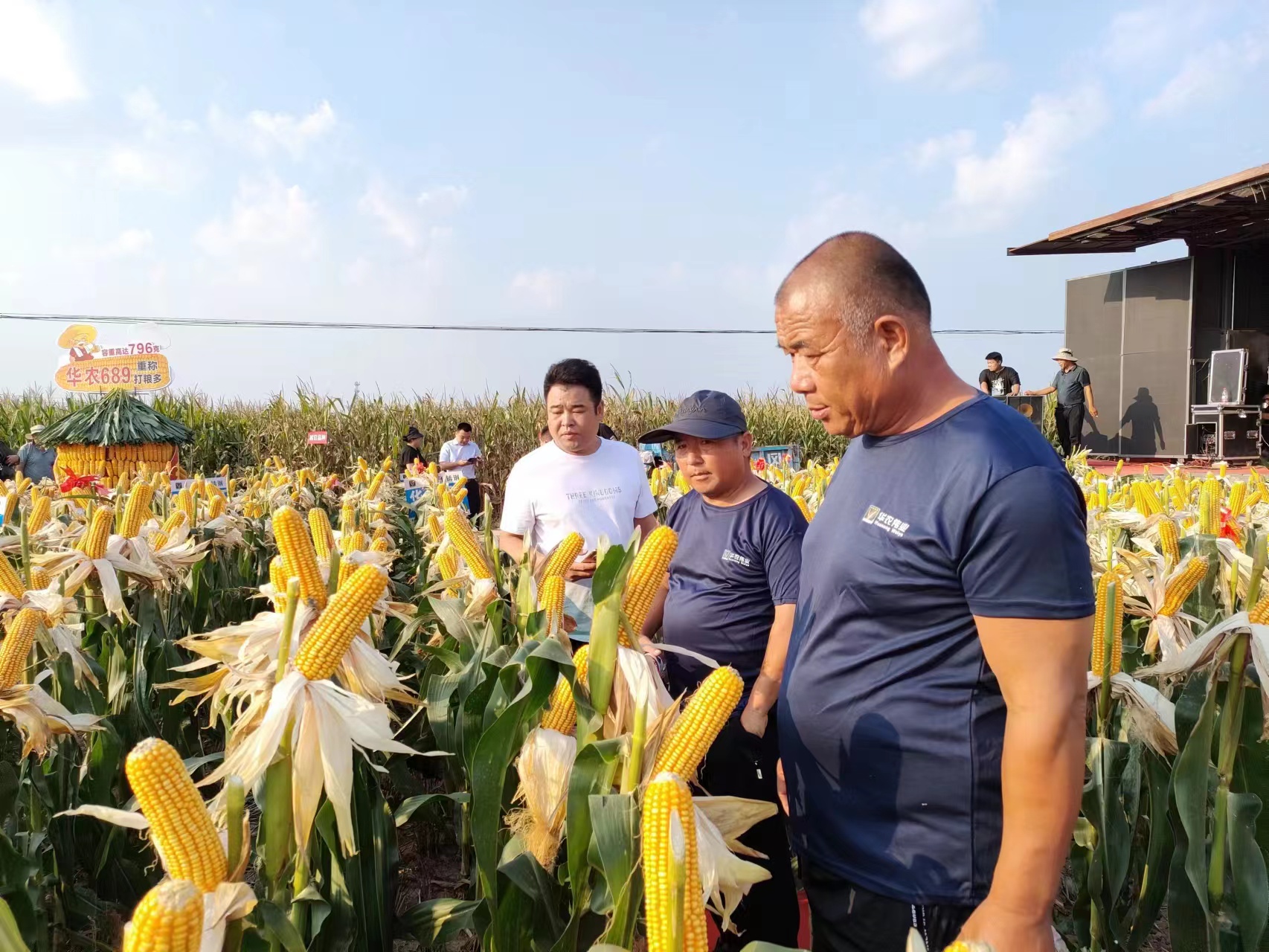 鹿邑县玉米迎丰收喜悦满田间