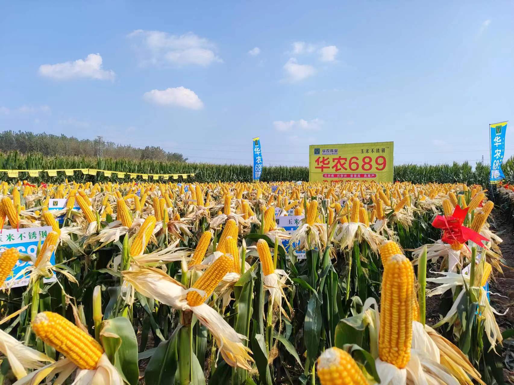鹿邑玉米迎丰收喜悦满田间