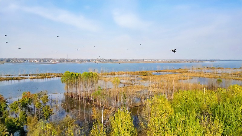 东明黄河湿地公园图片