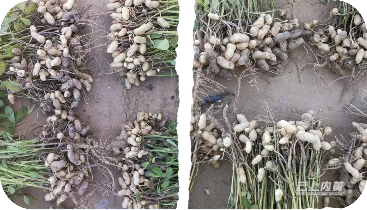 抗耐花生果腐病品种系在内黄试验筛选成功