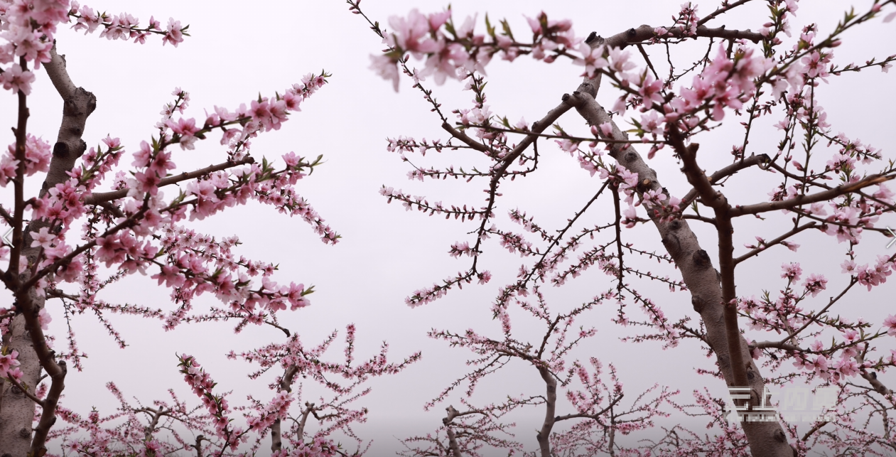 内黄桃花图片