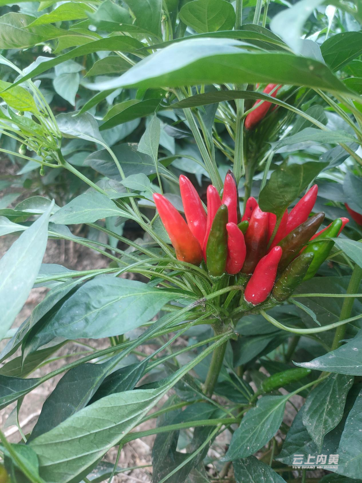 内黄县楚旺镇火红辣椒红遍天产业兴旺有奔头