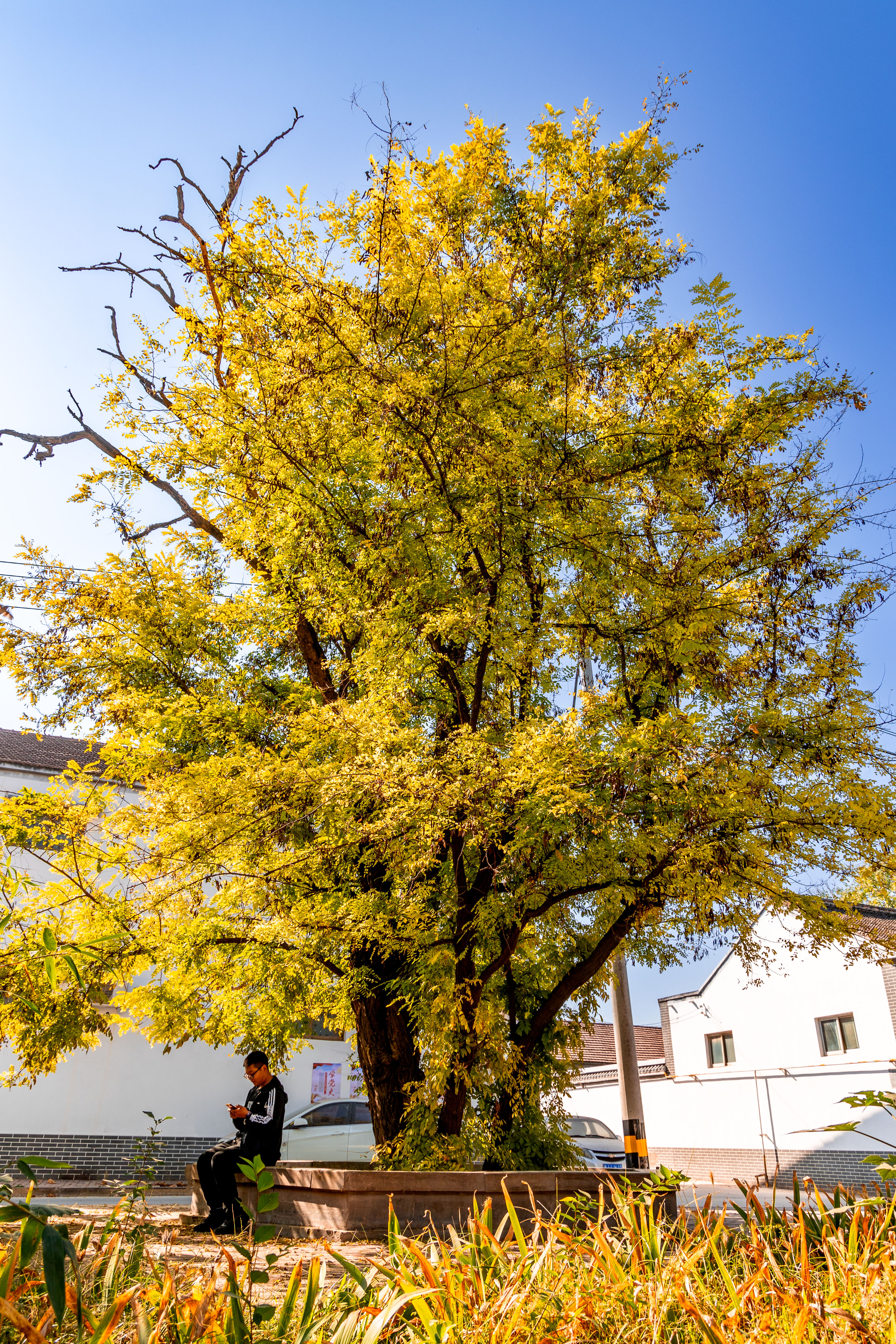 老槐树春天萌发新绿,夏天槐花飘香,秋天树叶金黄,冬天托起冰雪,一年四
