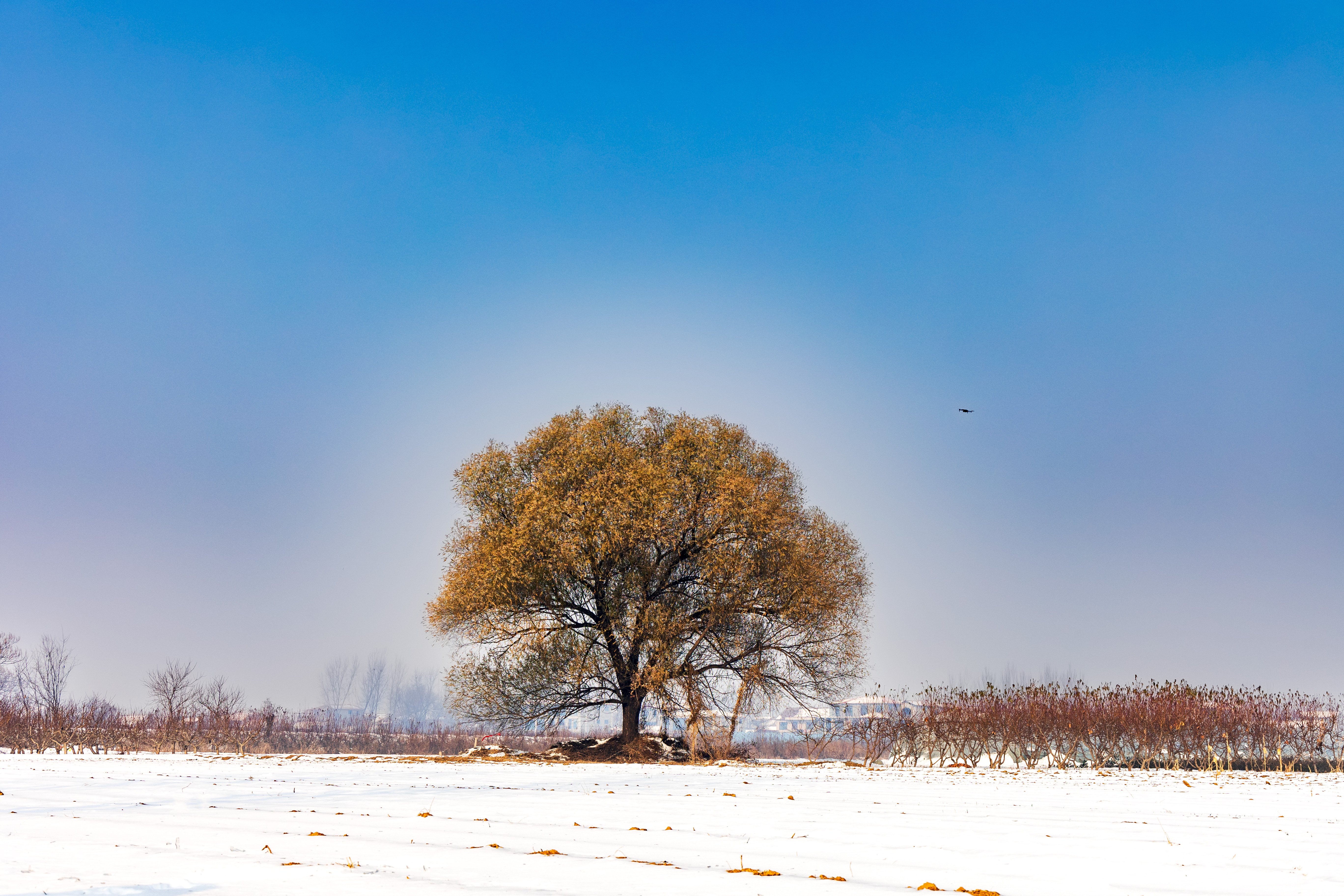 内黄古树——南张村大柳树