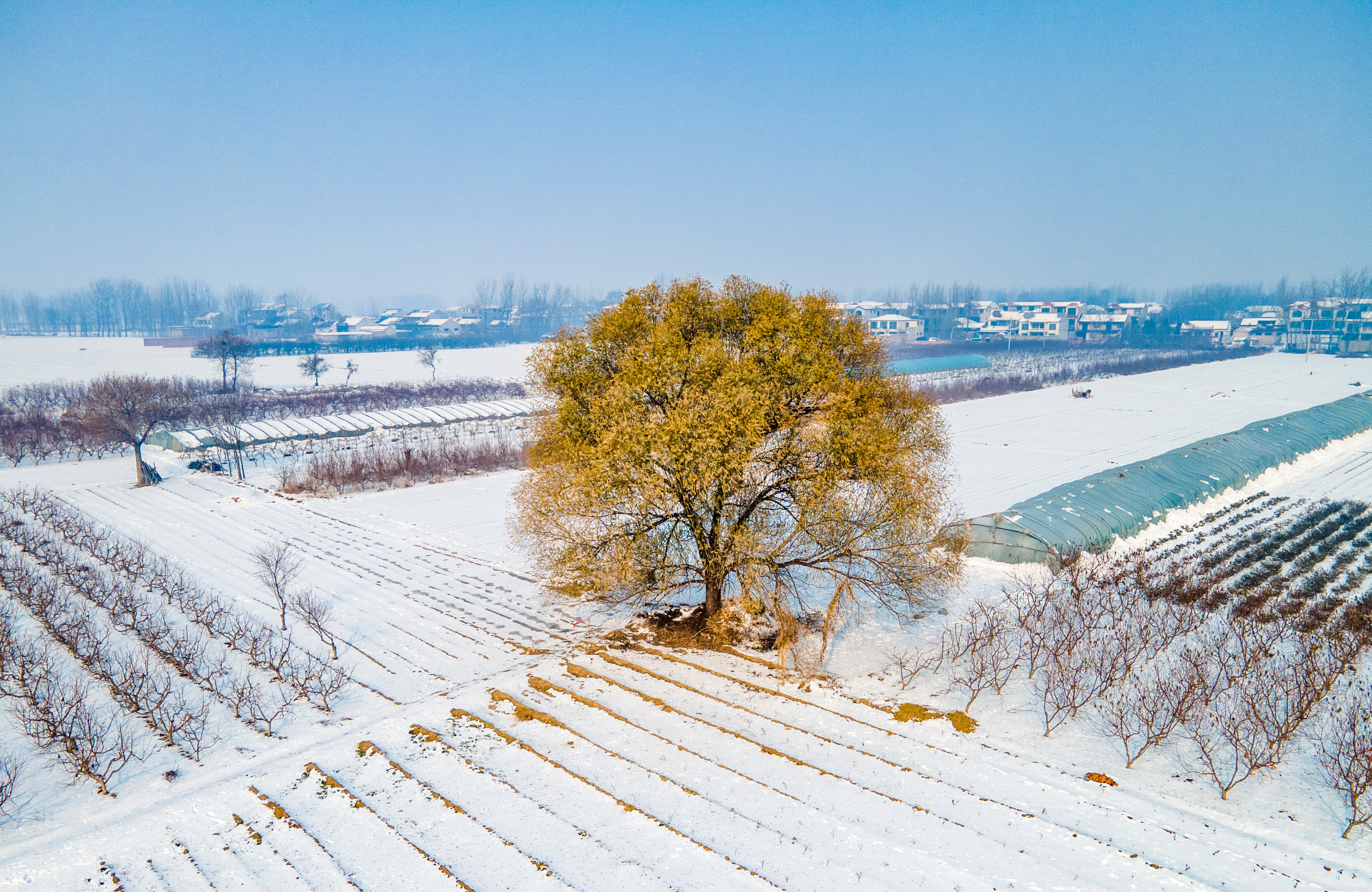 内黄古树——南张村大柳树