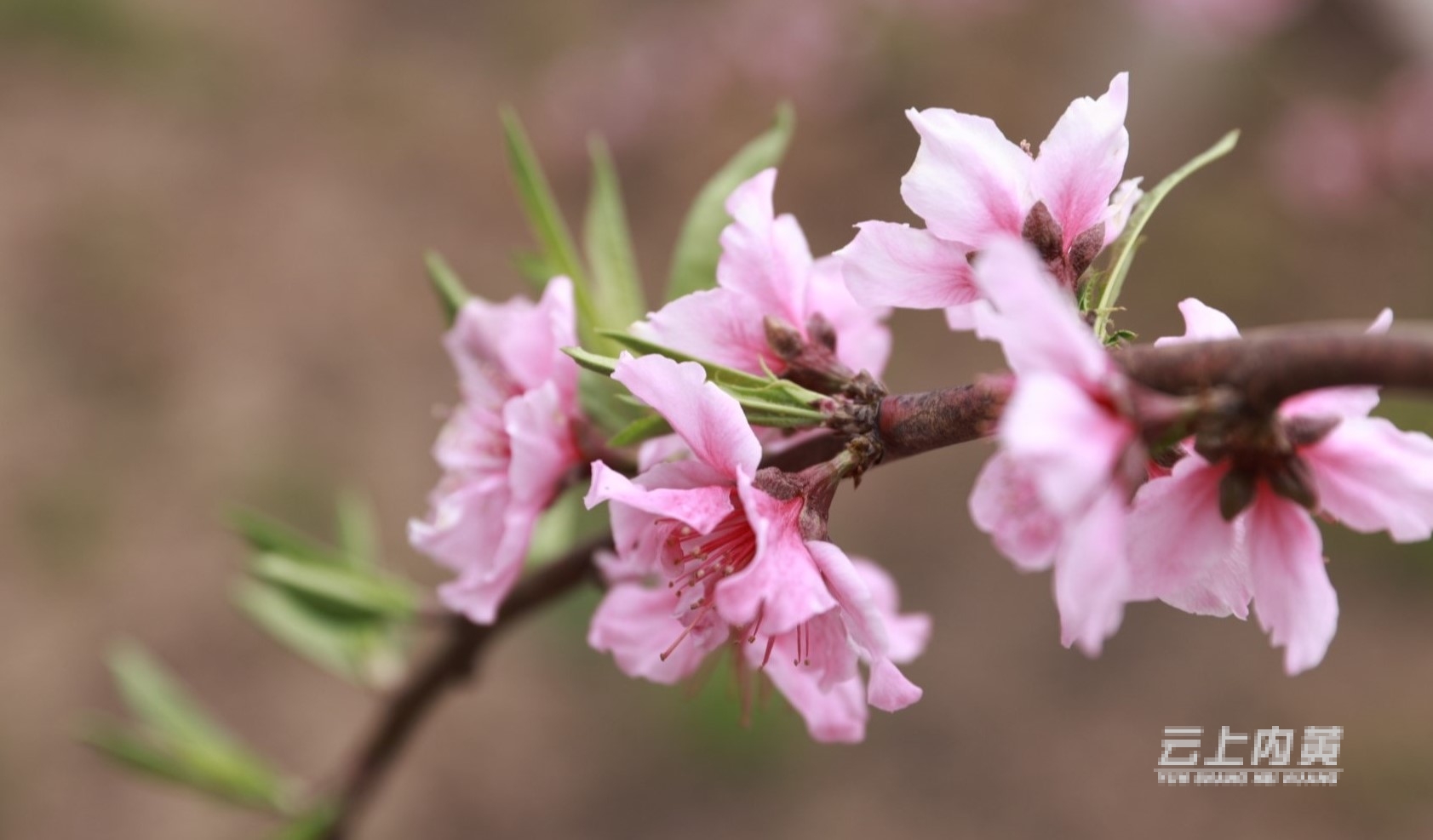 内黄桃花图片