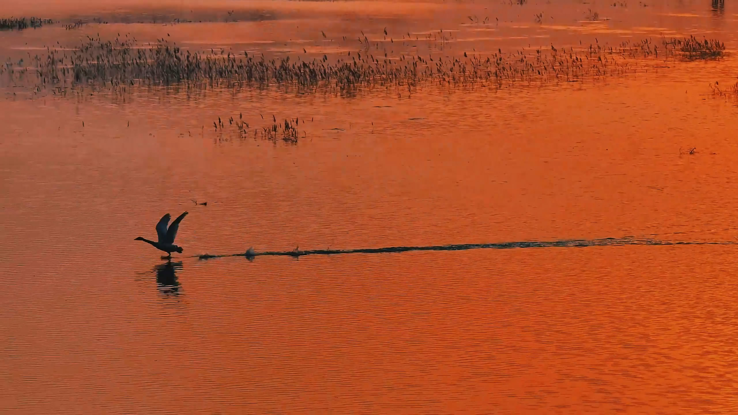 比草长莺飞三月天来内黄更早的,是赵庄水库的黄河水.