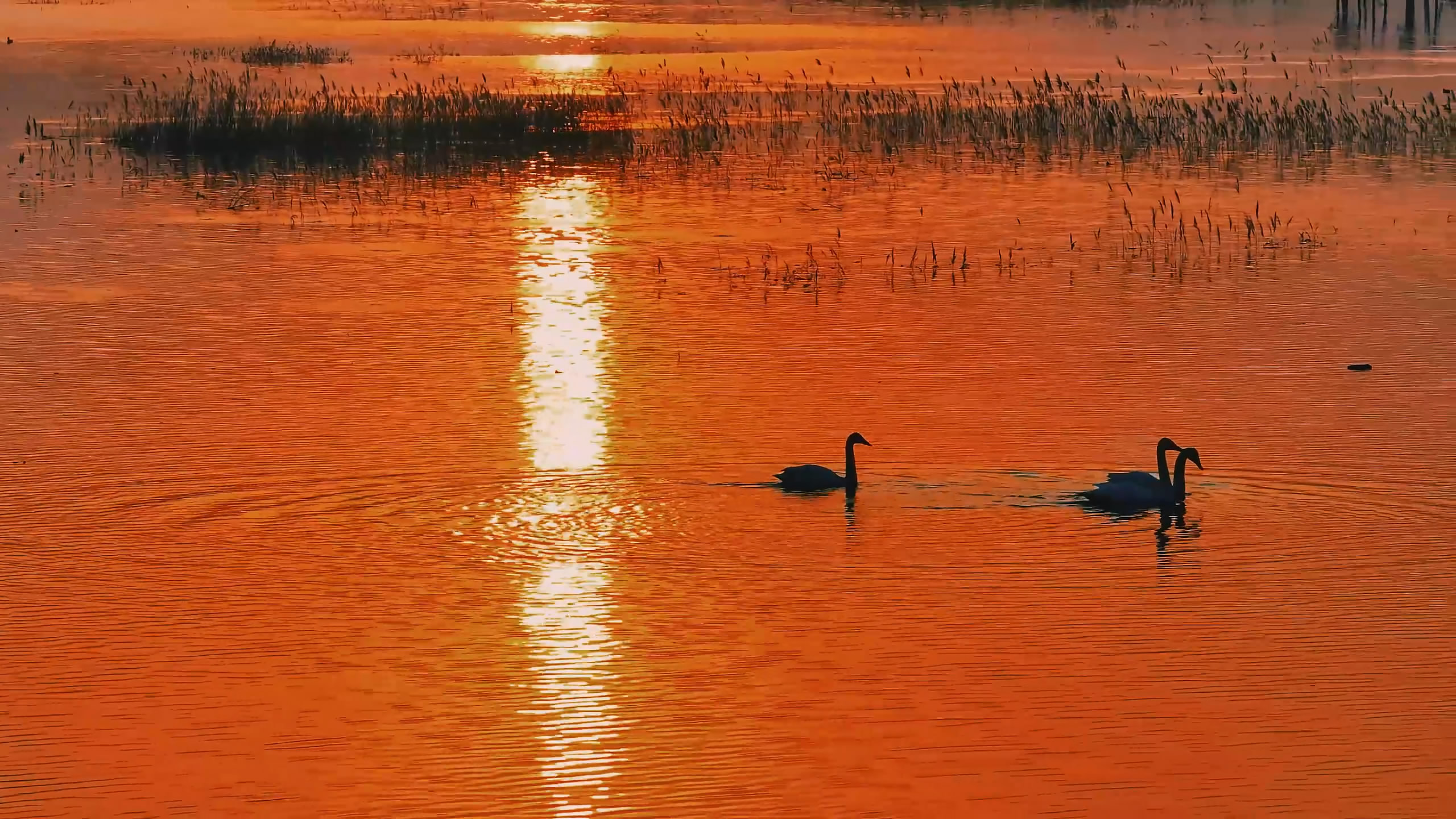 见春水 见飞鸟 见凡心-大象网