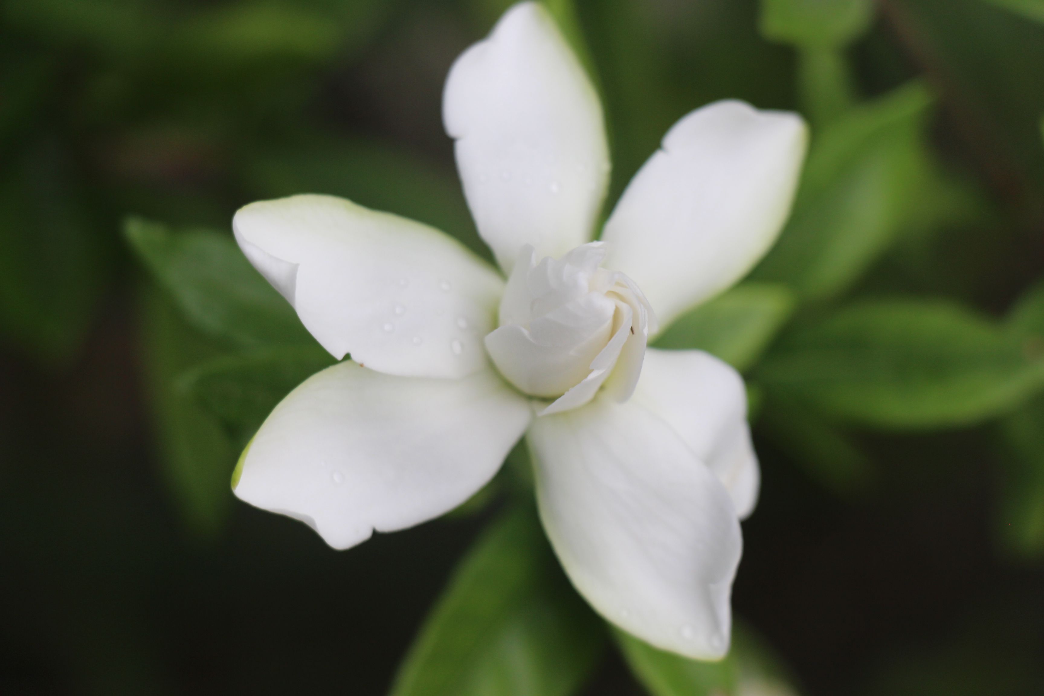 平舆栀子花开满园香