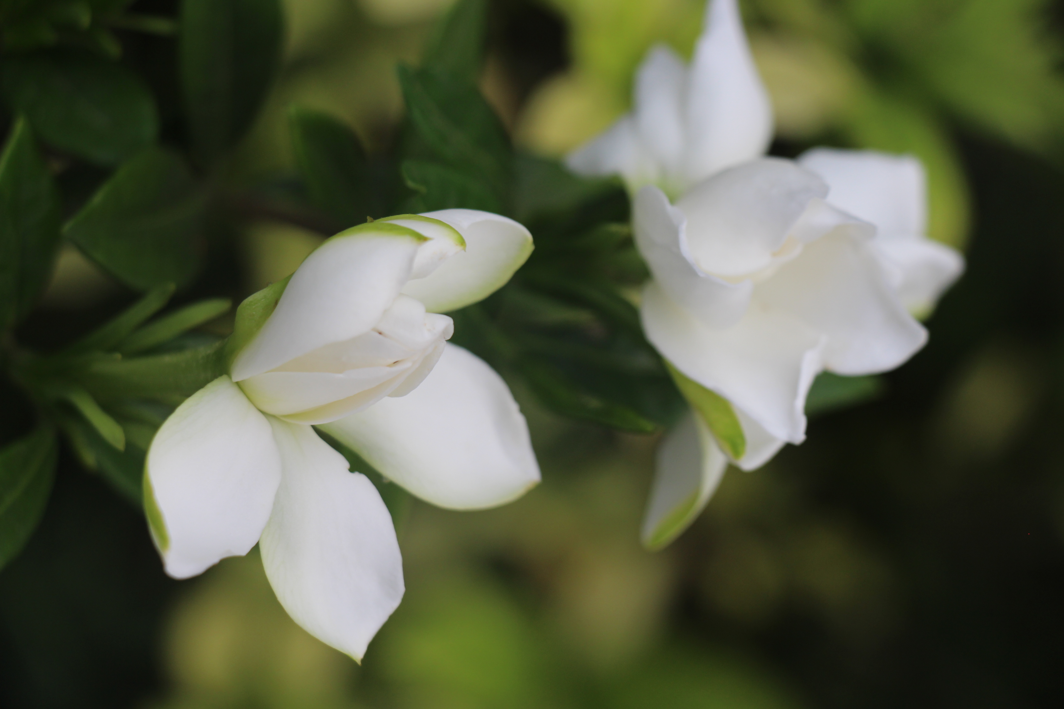 平舆栀子花开满园香