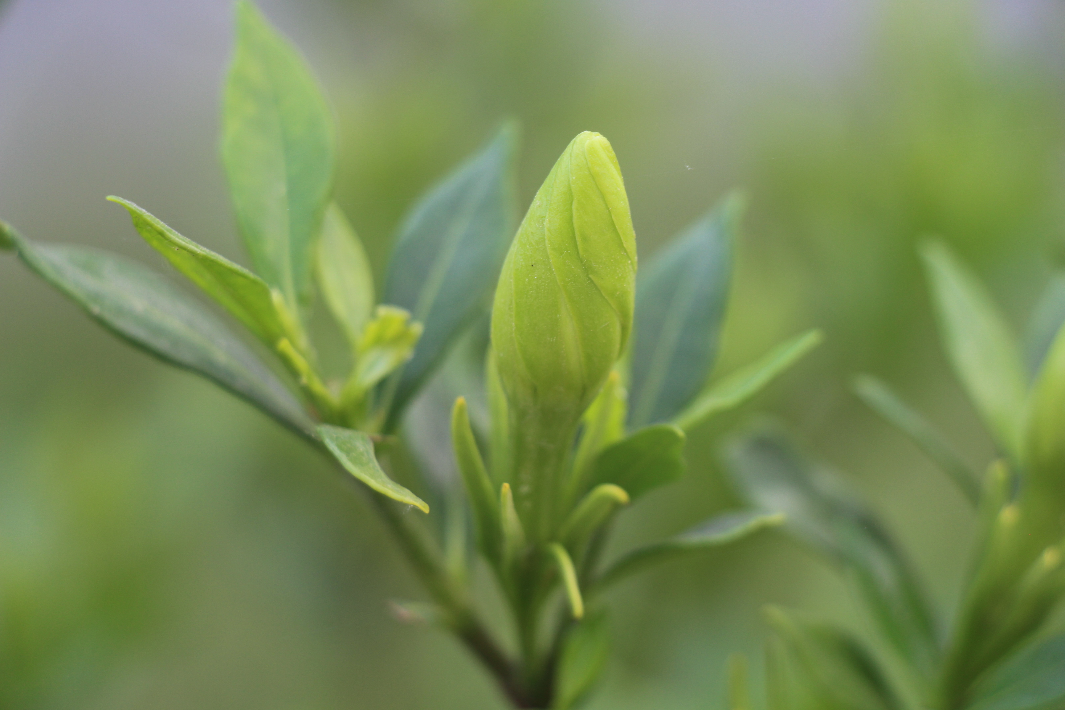 平舆栀子花开满园香