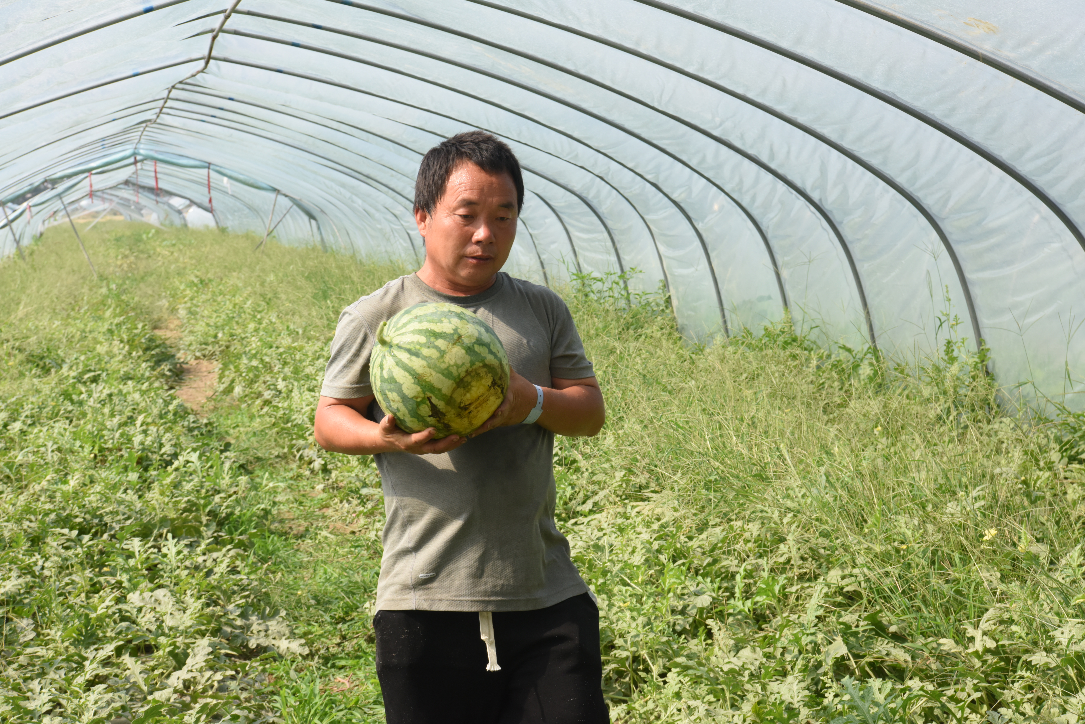 平舆甜蜜西瓜助力村民甜蜜生活