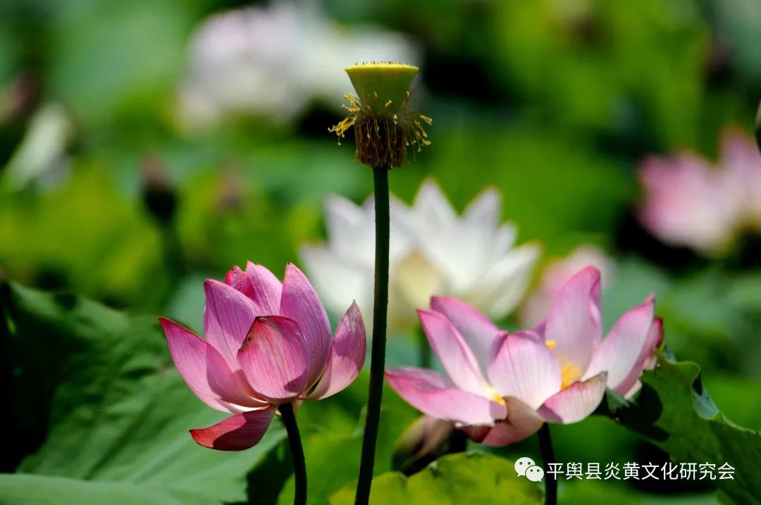 微信图片_20220622161943.jpg