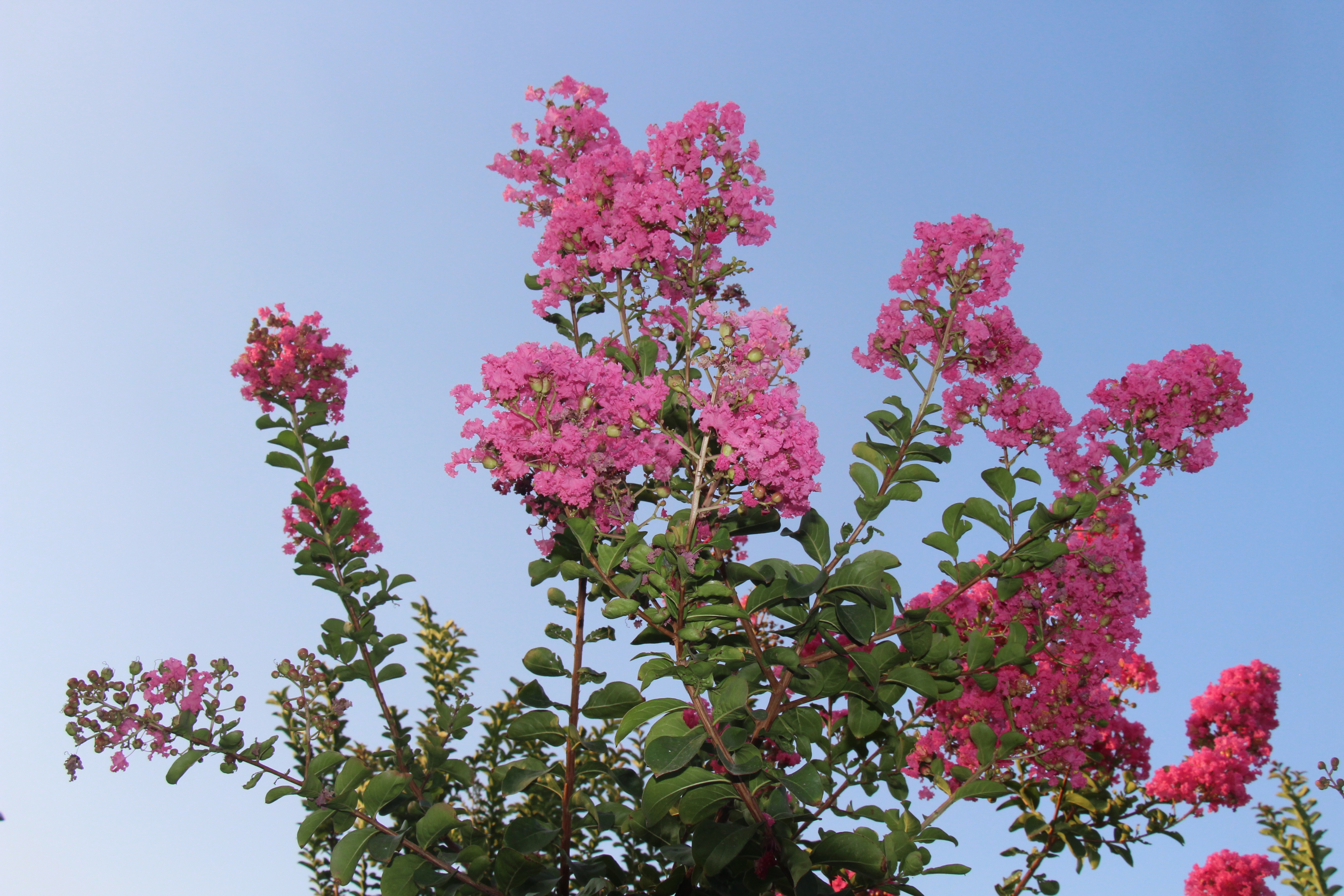 平輿紫薇花開百日紅輕撫枝幹全樹動