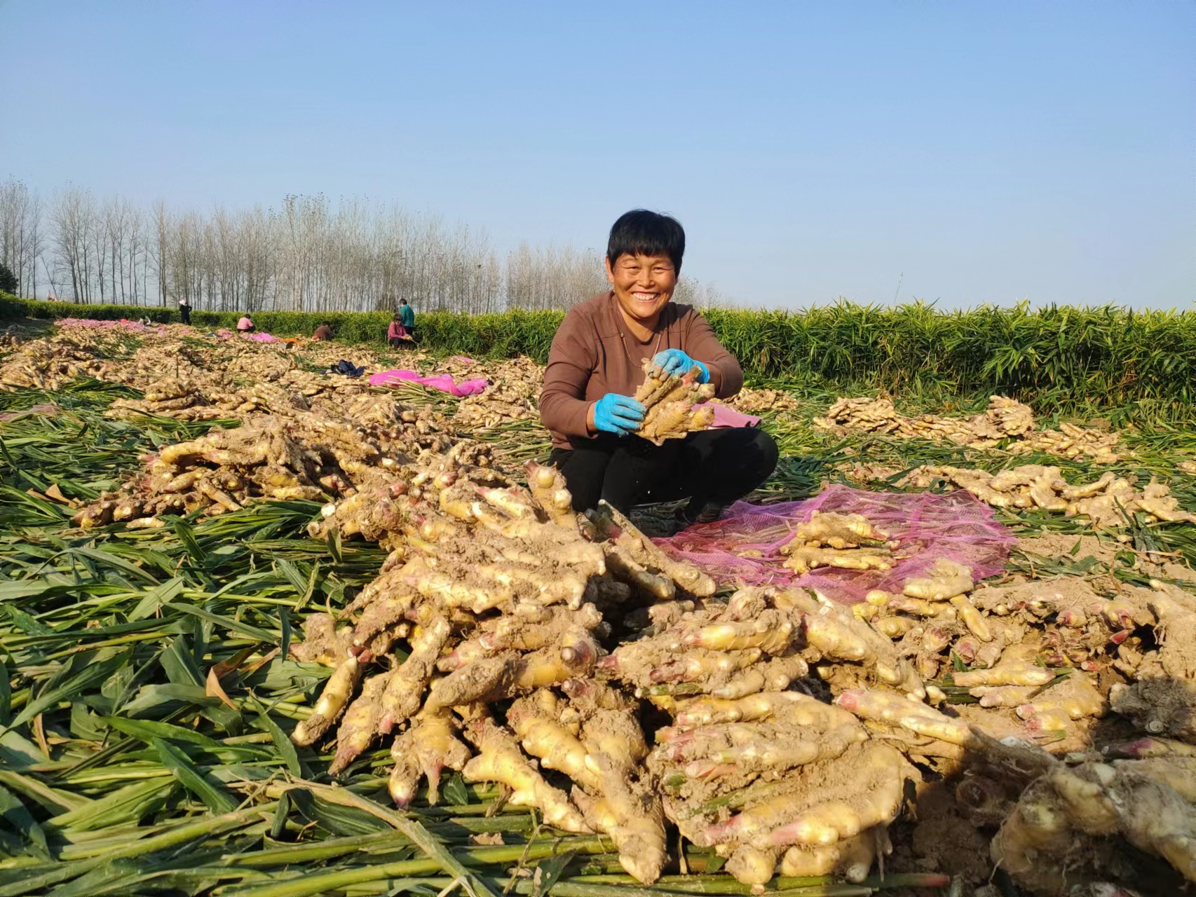 我种的姜产量应该是最高的,亩产达16000斤,只多不少,最关键的是生姜的
