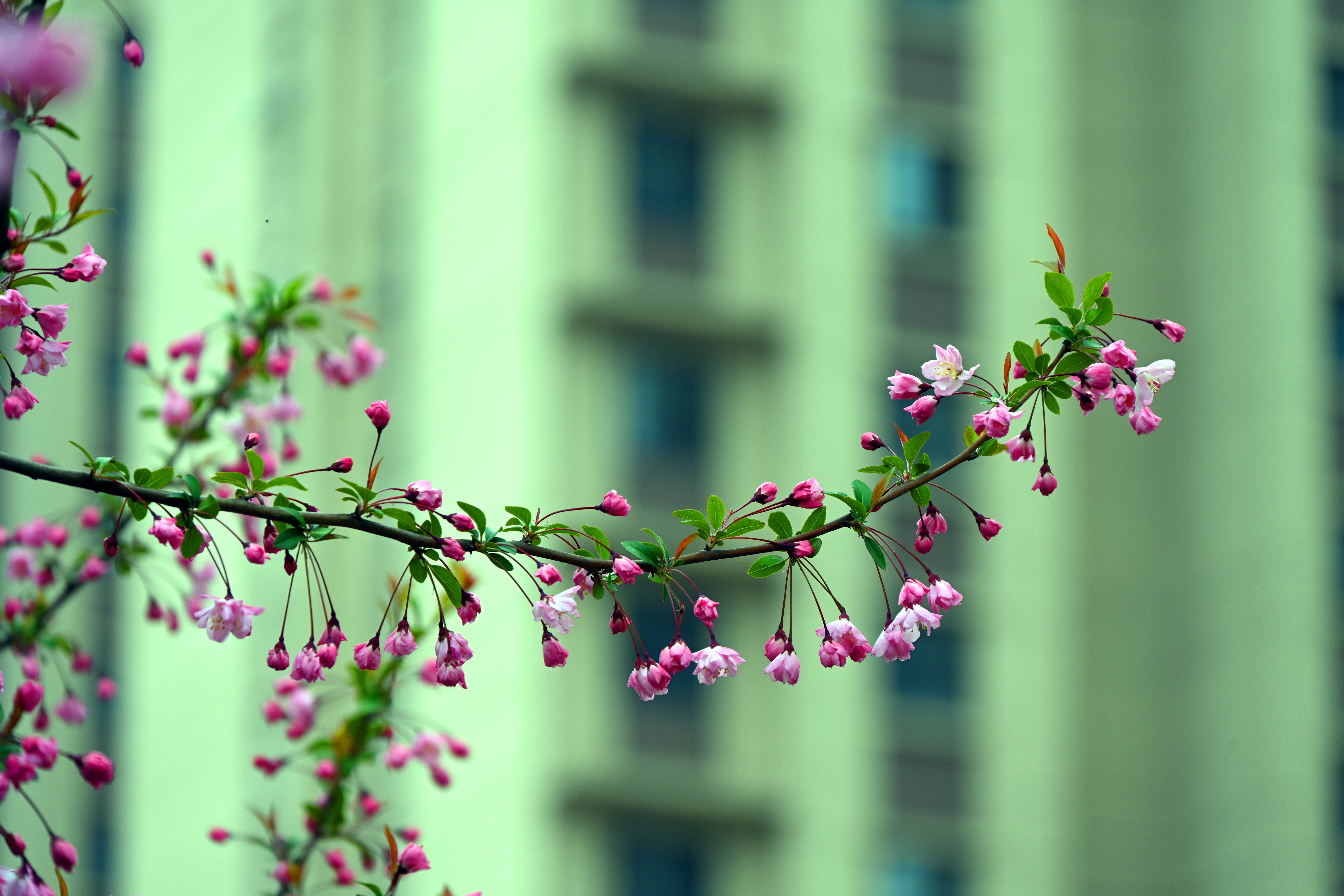 花图清新图片