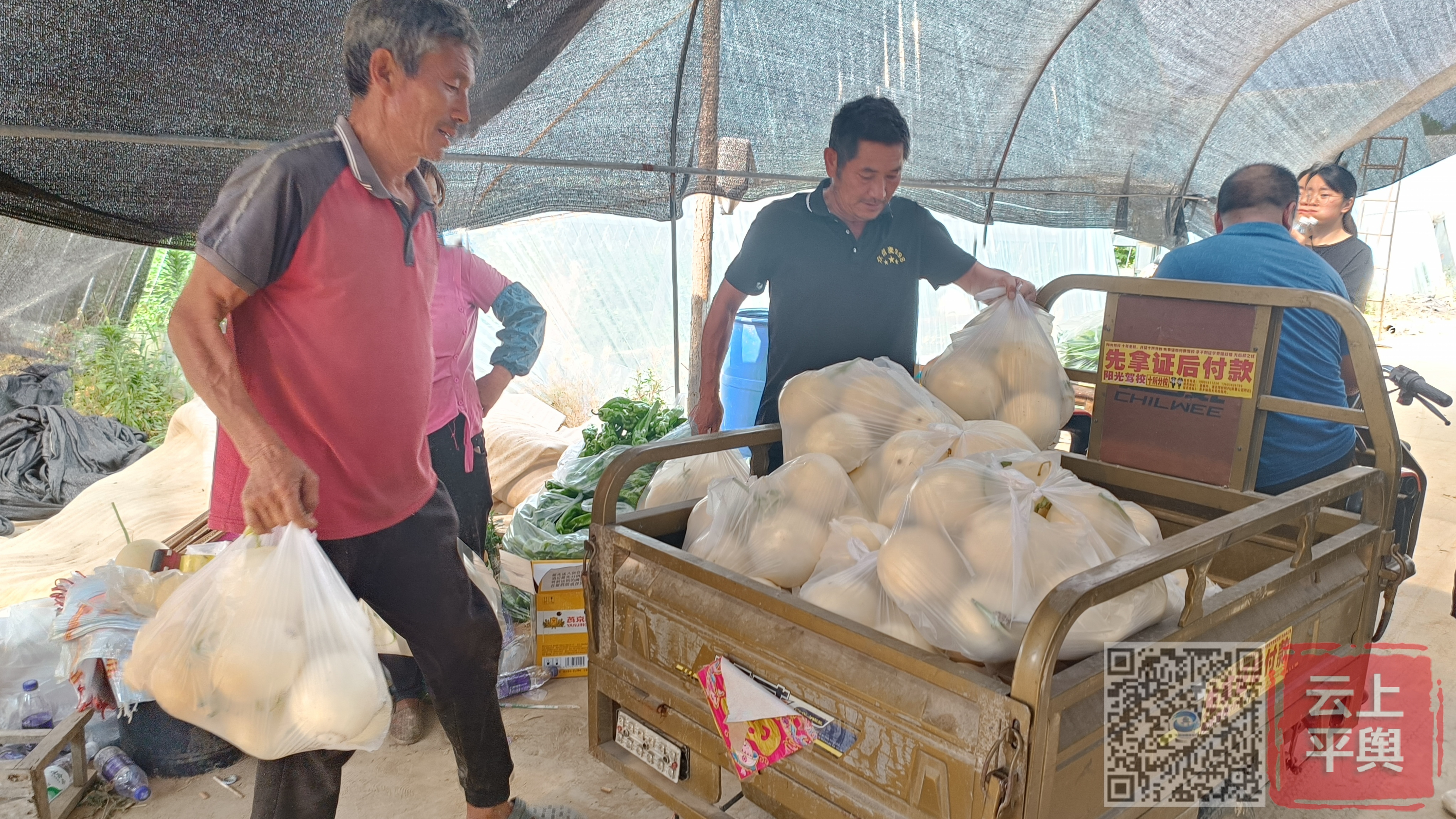 平舆射桥镇:"小香瓜" 赋能乡村振兴"大产业"