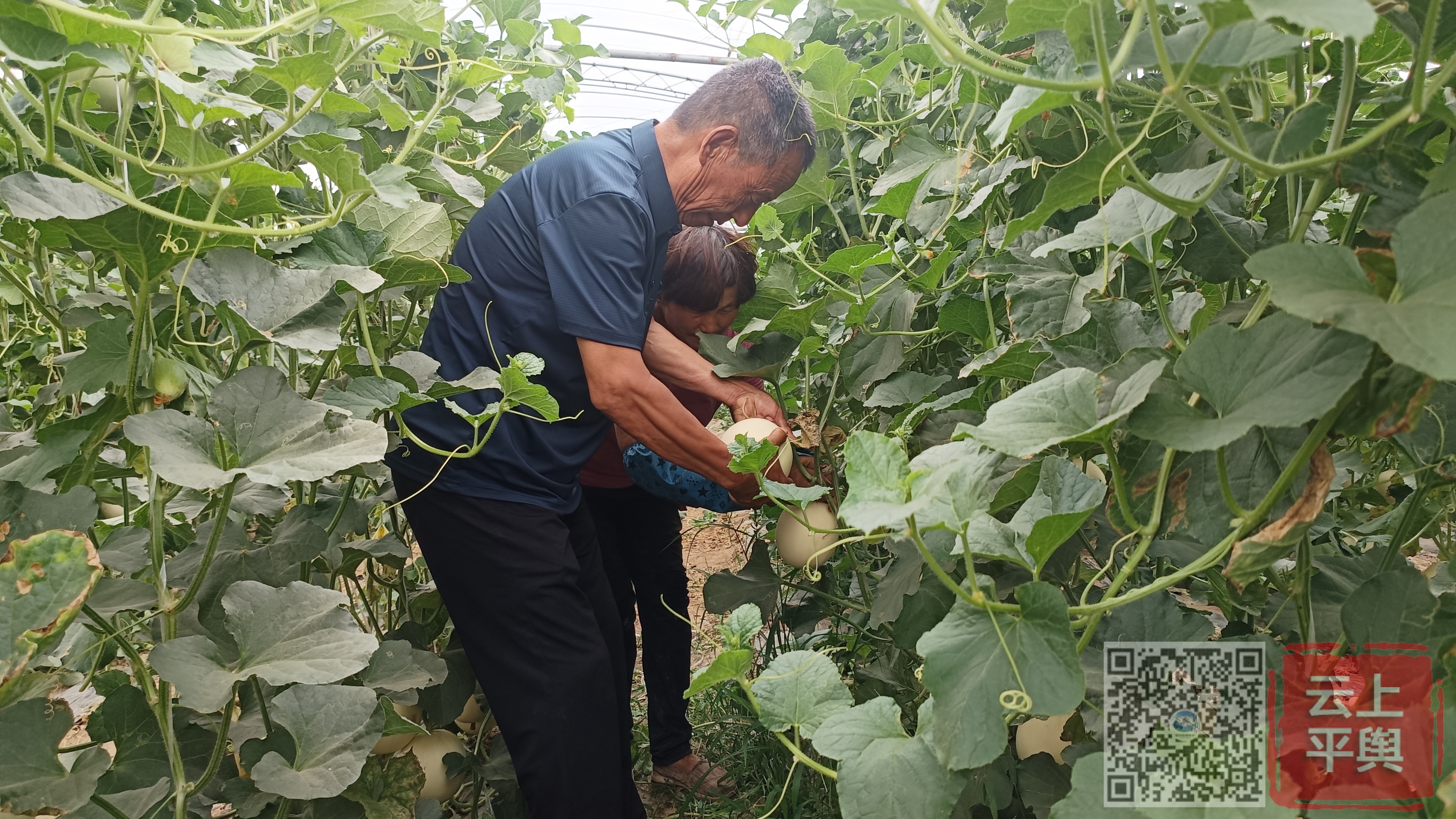 平舆射桥镇:"小香瓜" 赋能乡村振兴"大产业"