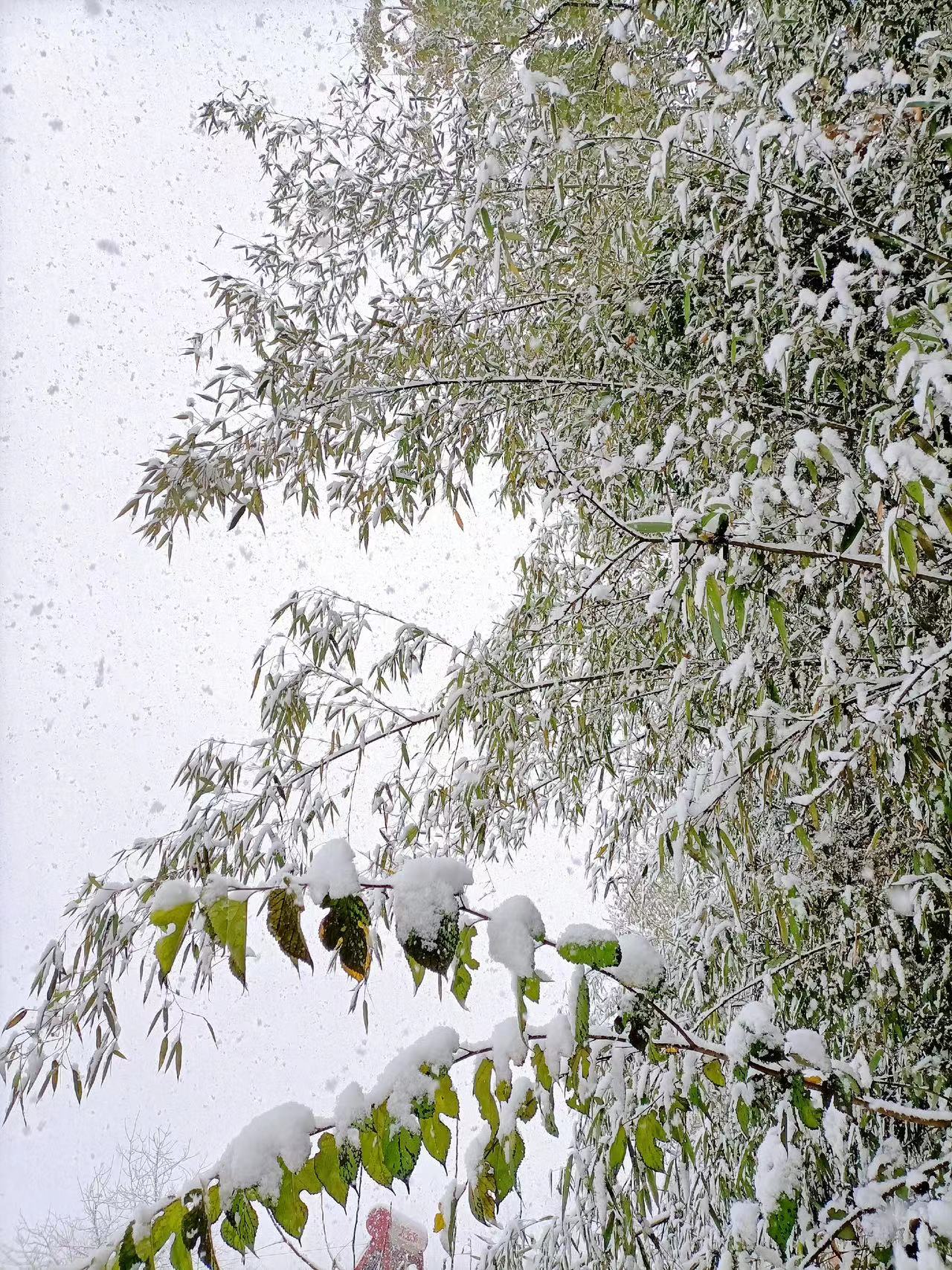 今天下雪了这些地方最新拍下