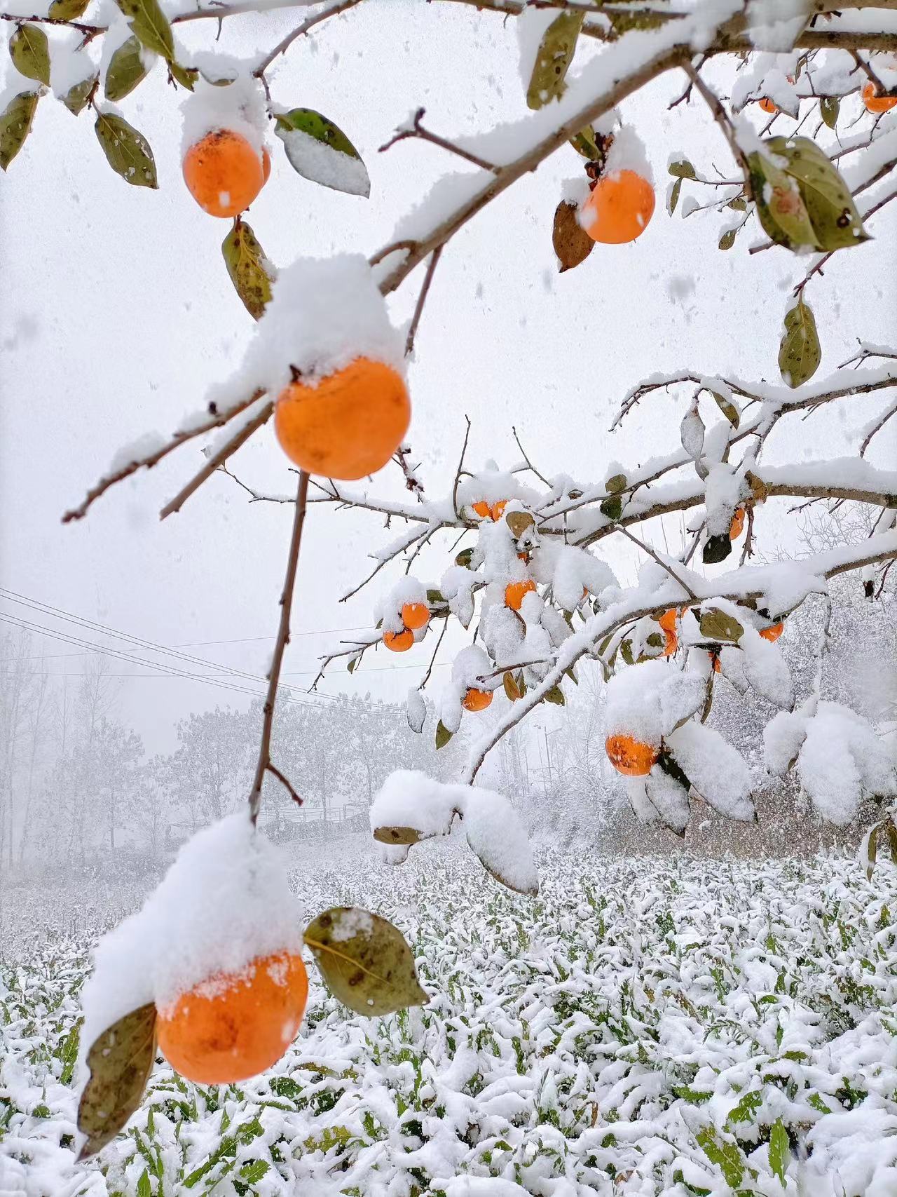 柿子红房前屋后的菊花,鸡冠花以及那满树的绿叶在一身银装的加持下