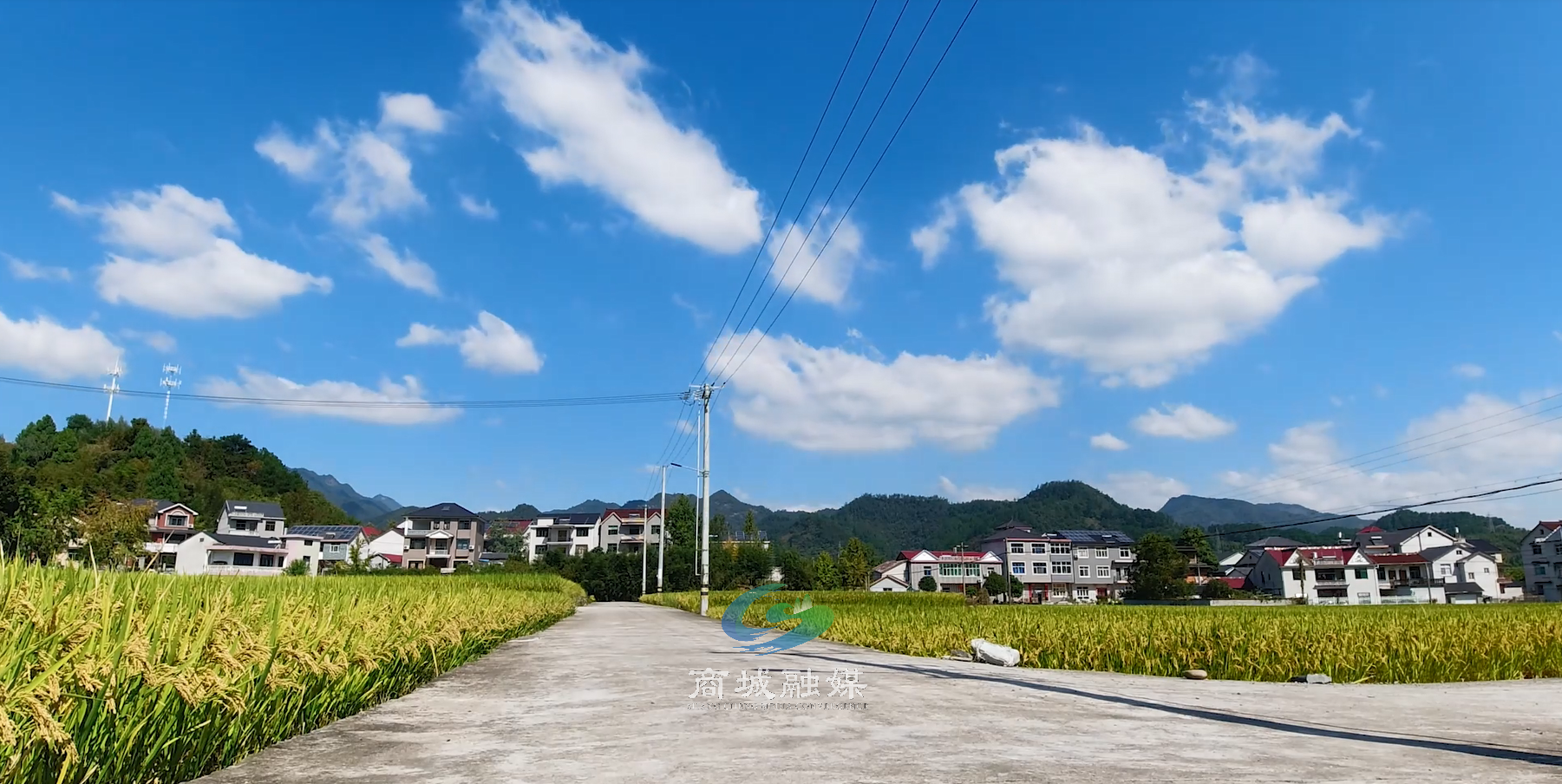 商城县河凤桥乡再生稻种植成为乡村振兴发展的助推器