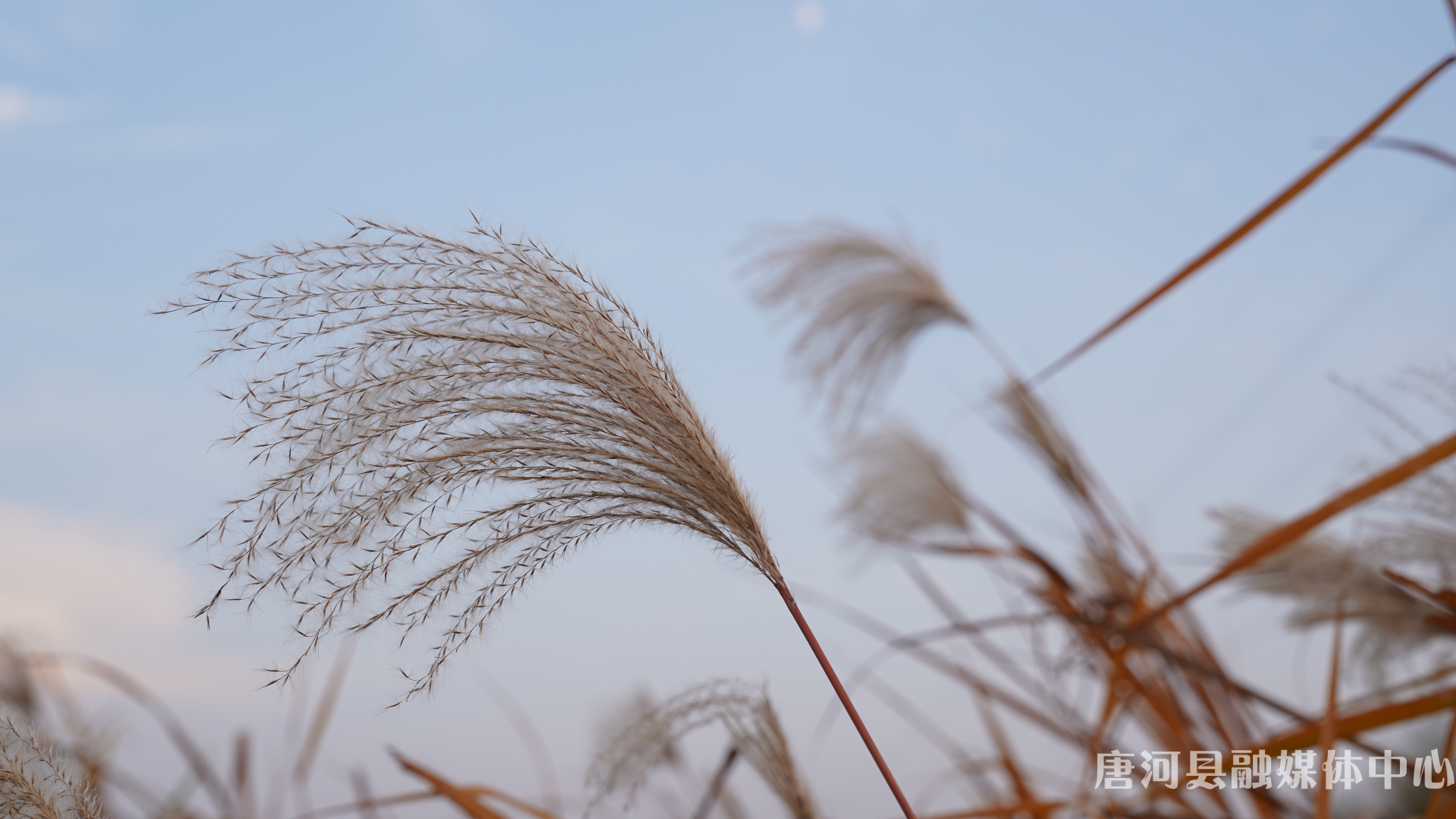 冬日暖阳映蒹葭一年一度赏荻花