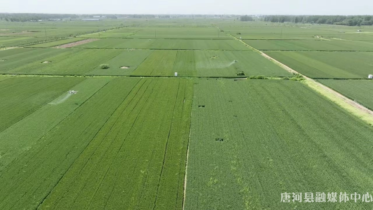 唐河：小麦“一喷三防”，确保粮食增产稳产 (2).jpg