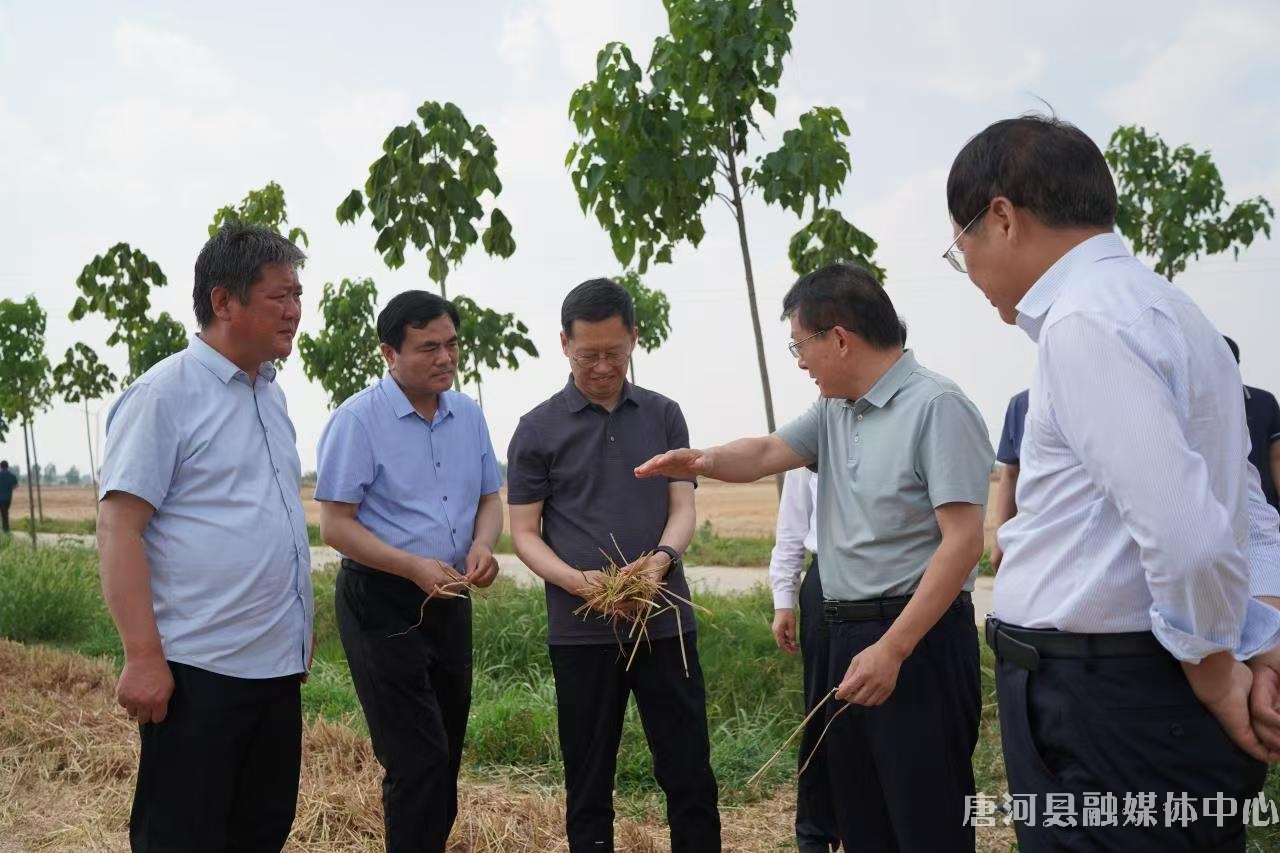 市委副书记金浩在唐河调研“三夏”生产工作 (1).jpg