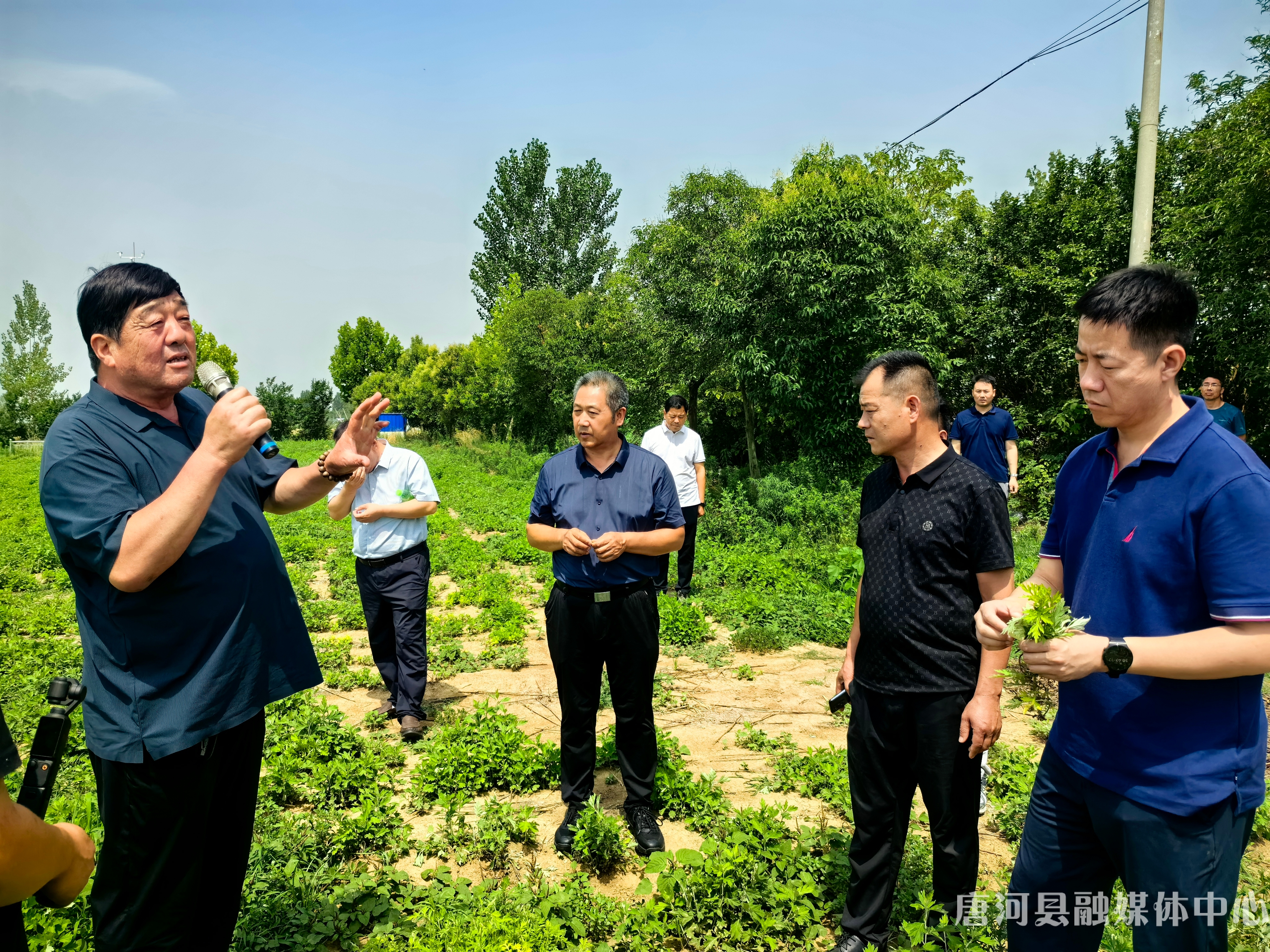 新乡市延津县政协来唐河考察艾草产业 (1).jpg