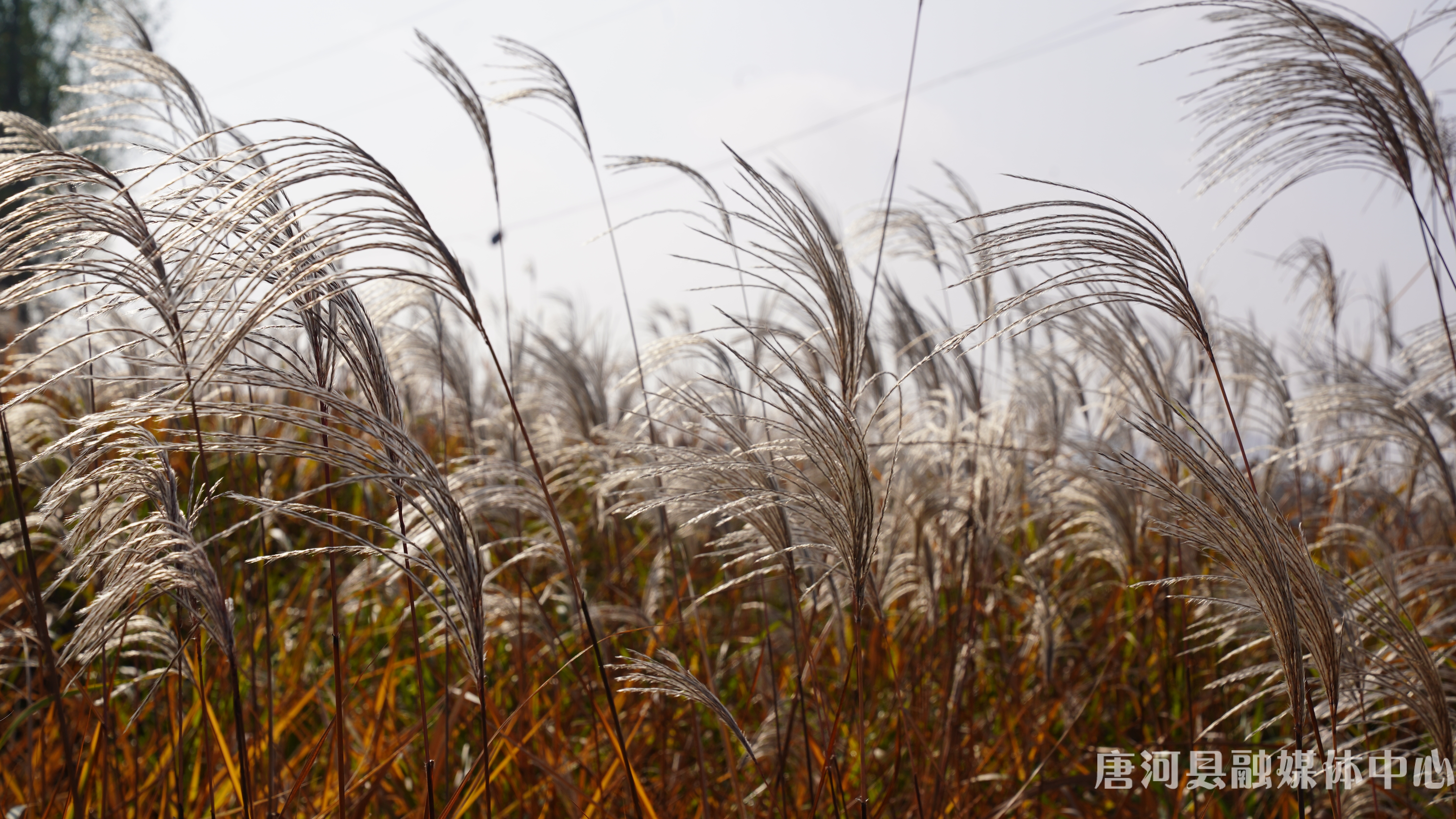 唐河：荻花摇曳美如画 (1).jpg