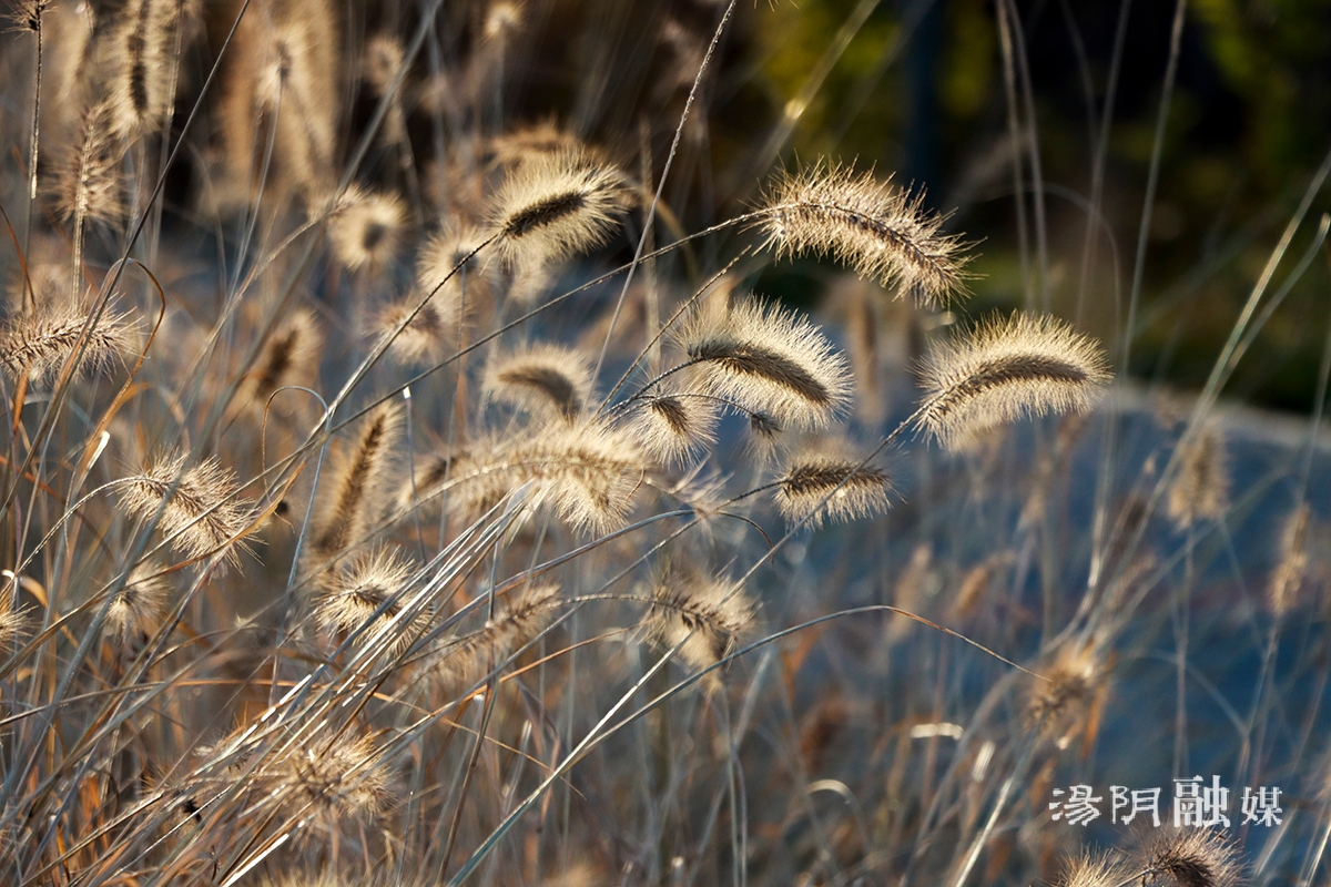 汤阴冬日絮草如画正当时