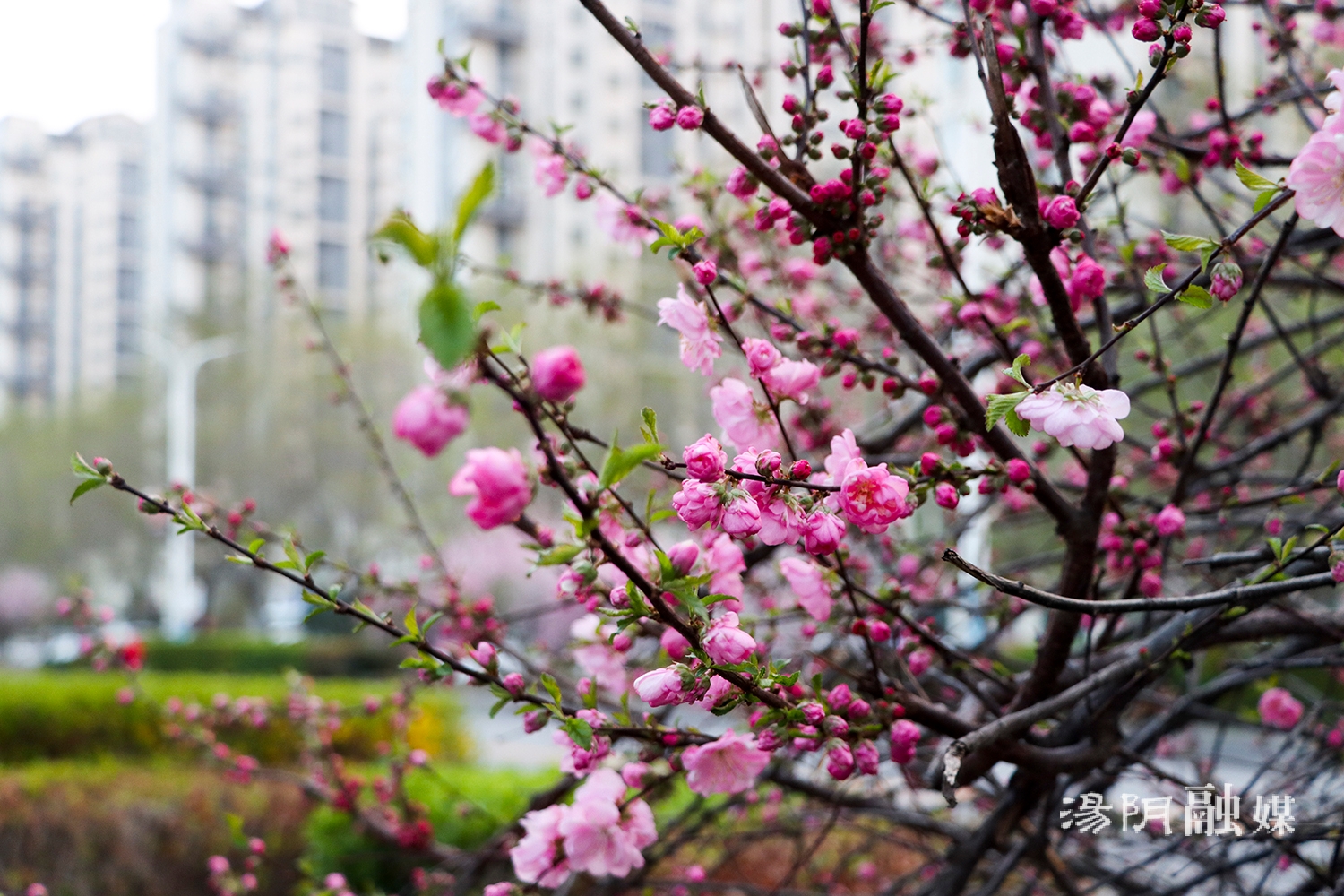 【图说岳乡】春花烂漫美汤阴-大象网