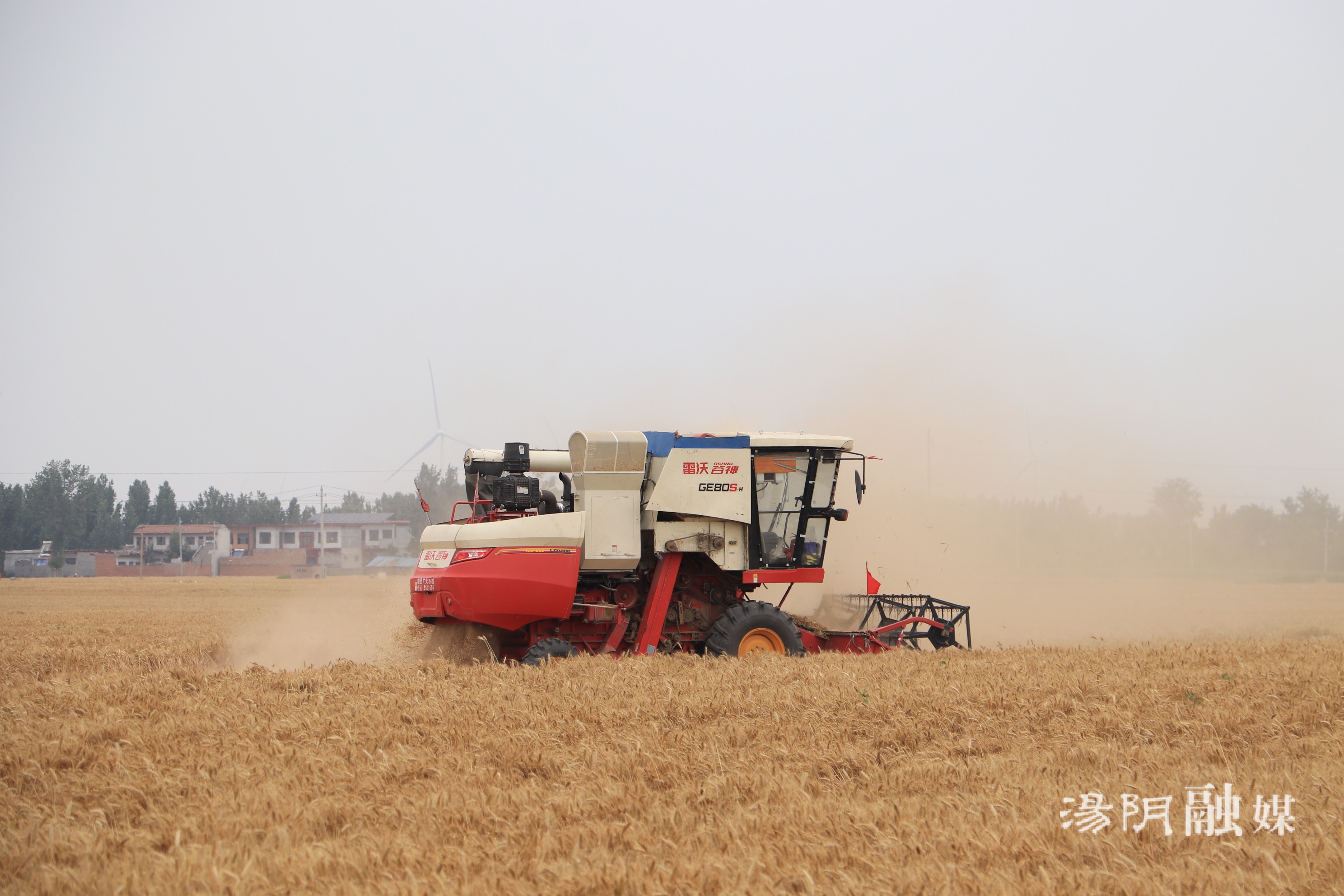 【文明实践】汤阴五陵:万亩小麦喜开镰 麦向丰收新时代