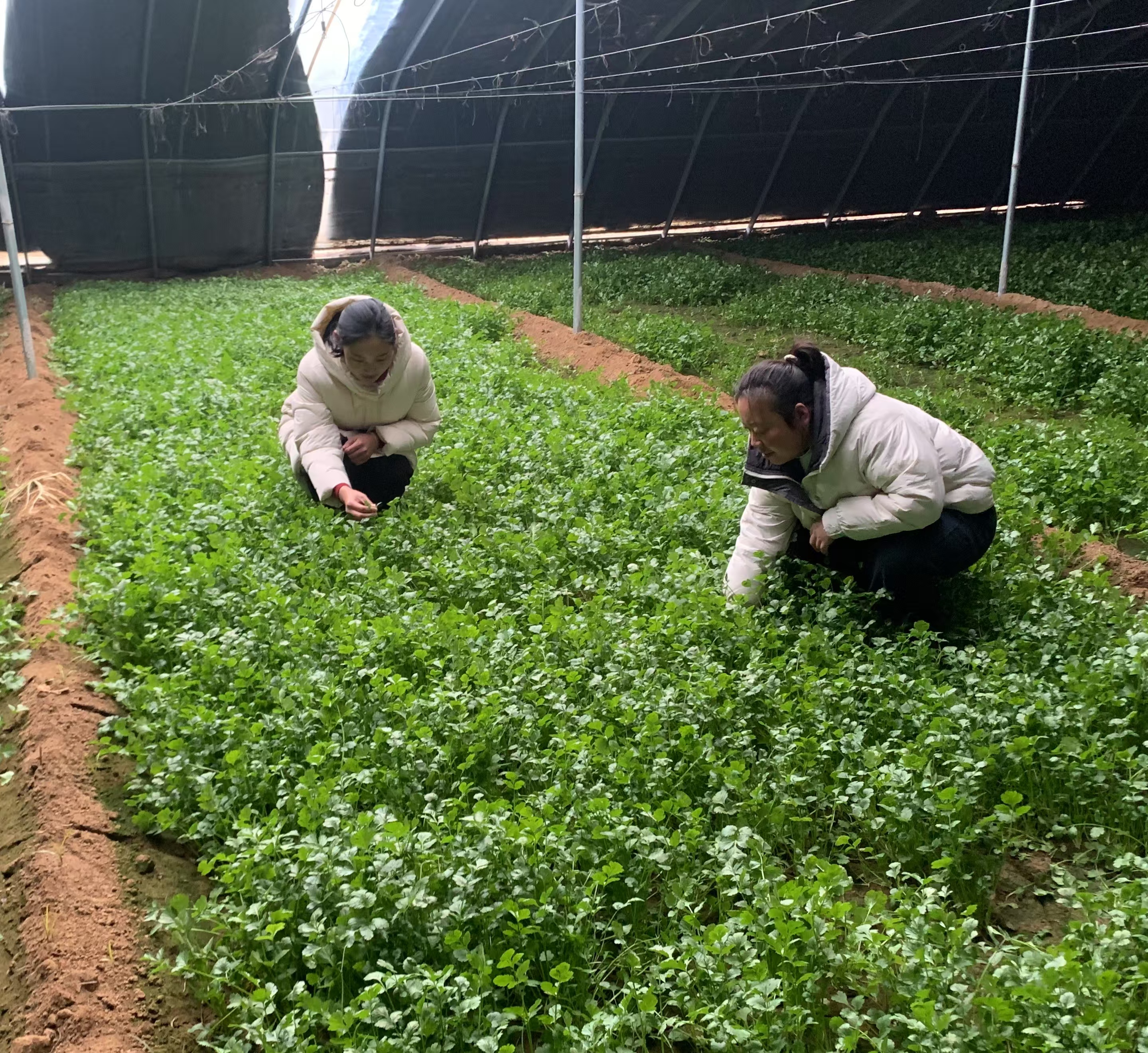 近日,走进菜园镇高标准农田,大田入眼皆是大片大片的绿色,宛如油画