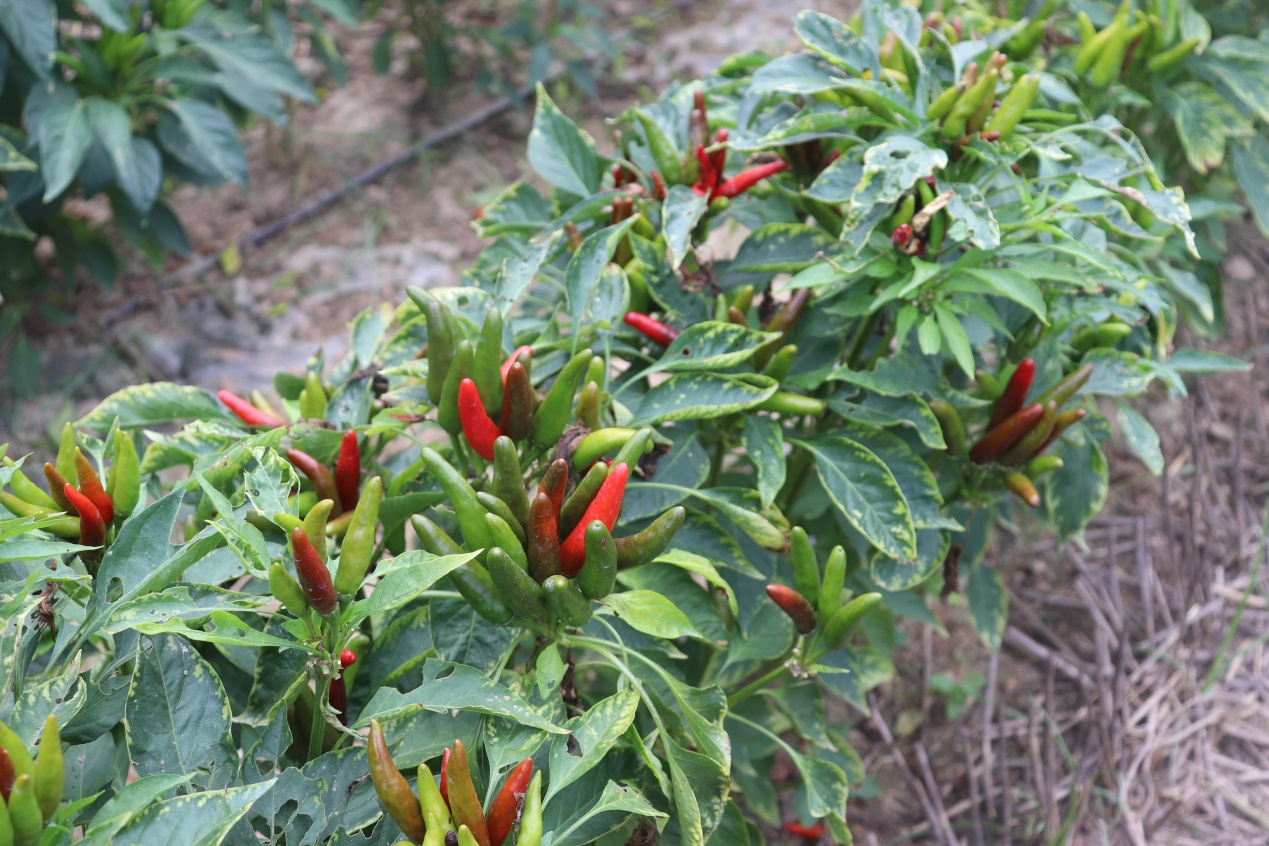 通许县玉皇庙镇小小朝天椒托起致富梦